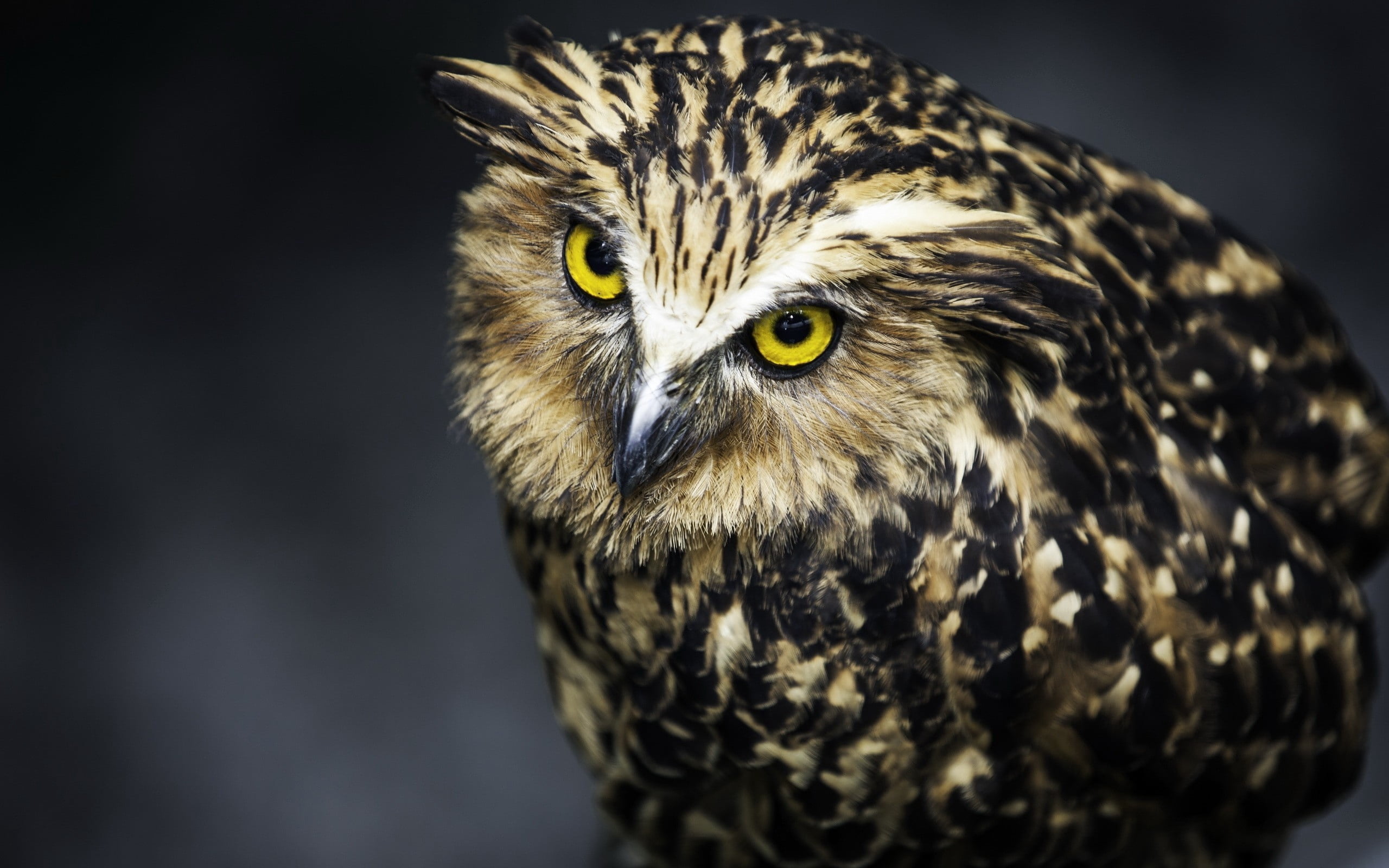black Color, eagle Owl, close-up, animal themes, animal Eye, looking at camera, animals In The Wild, owl, feather, yellow eyes, staring, black, feathers, HD Wallpaper