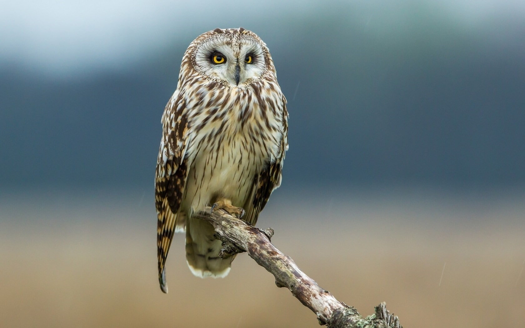 nature, looking at camera, falcon - bird, bird of prey, animals in the wild, bird, branch, outdoors, portrait, perching, day, quality, no people, HD Wallpaper