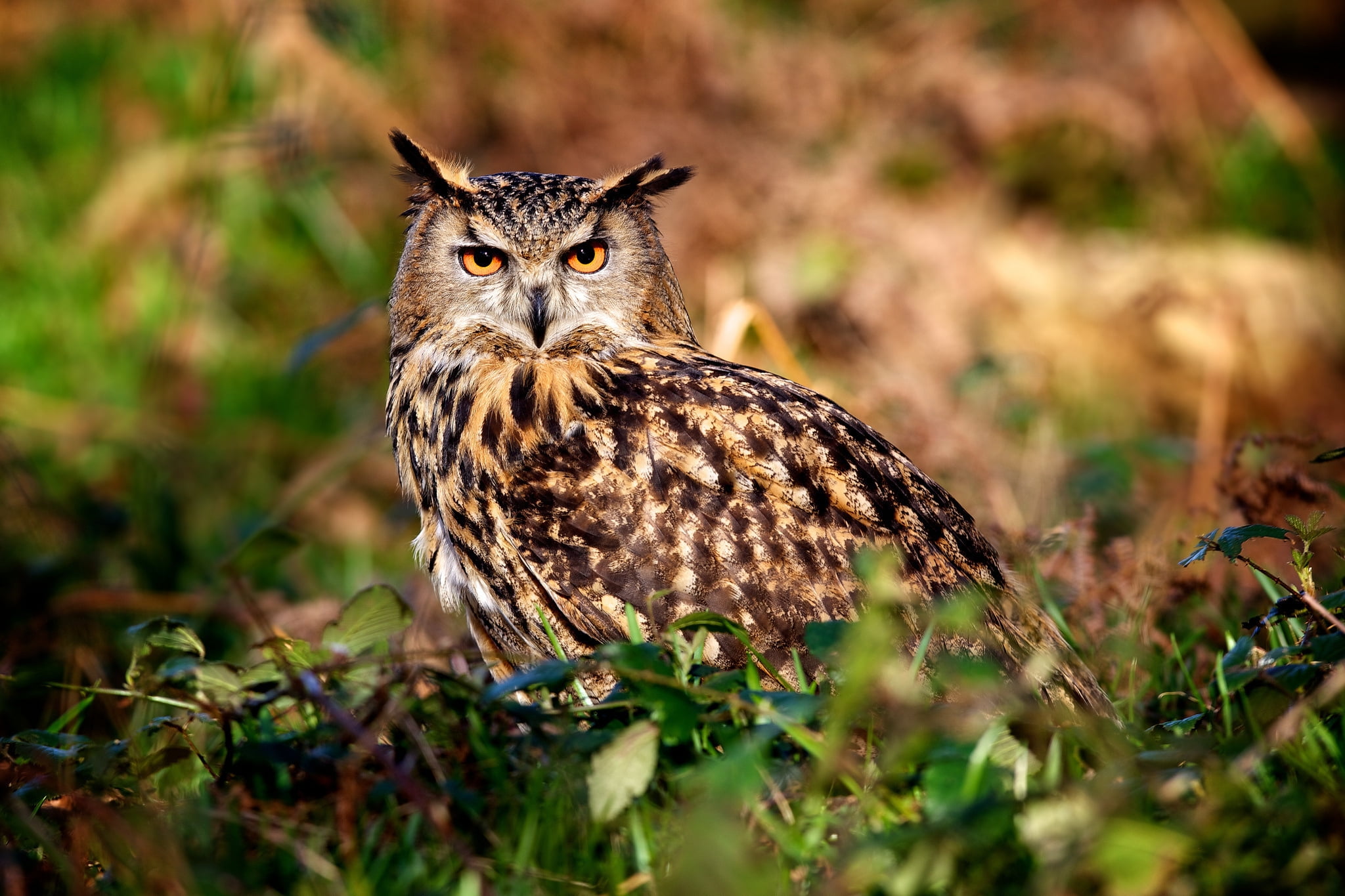 selective focus, alertness, day, animal wildlife, full length, wildlife, animal, forest, grass, owl, animal Eye, beauty In Nature, black, brown, animals In The Wild, HD Wallpaper