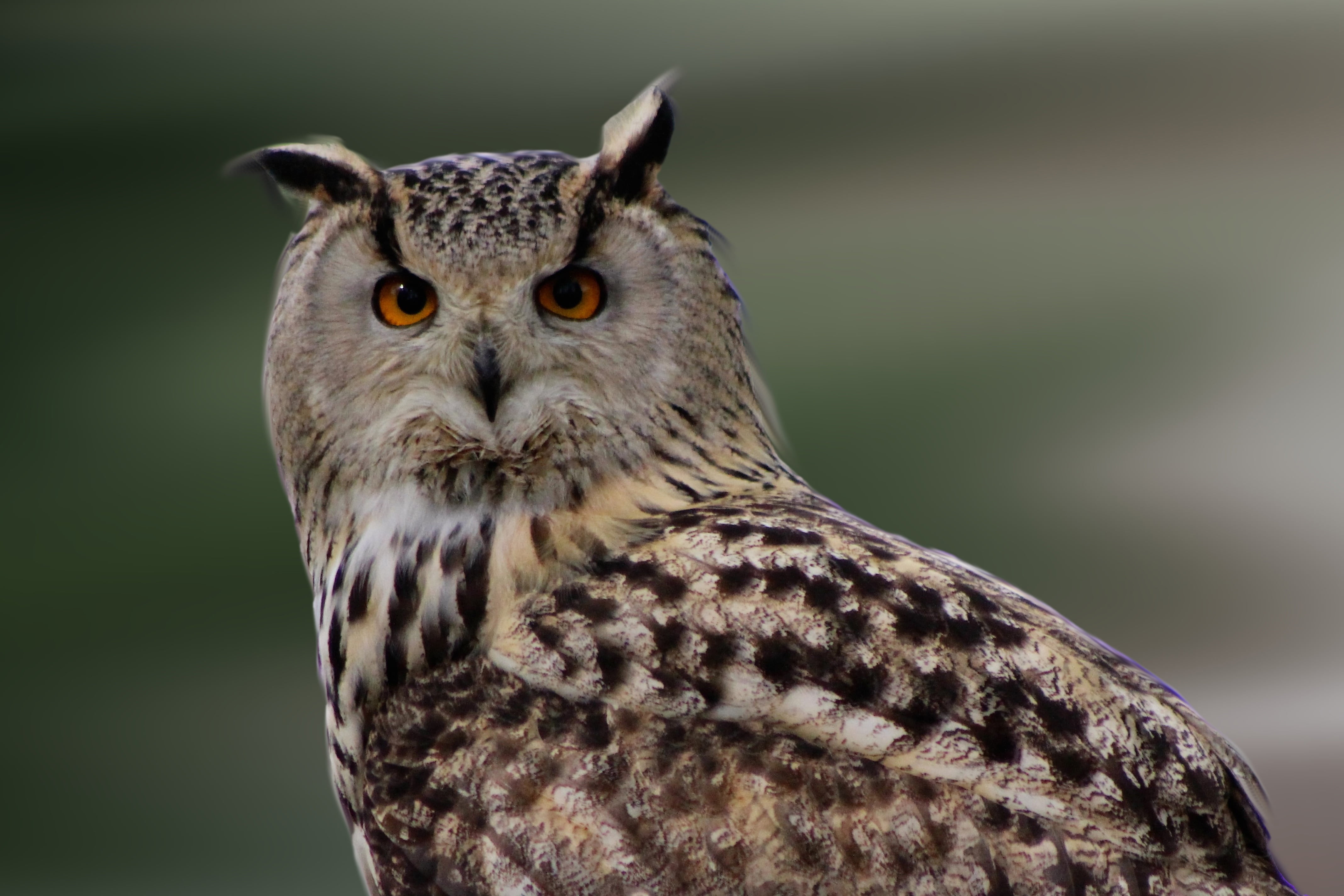 wildlife, animal Head, animals Hunting, animal Eye, bird of Prey, vertebrate, animal, animal markings, eagle Owl, beak, brown, no People, animals In The Wild, HD Wallpaper