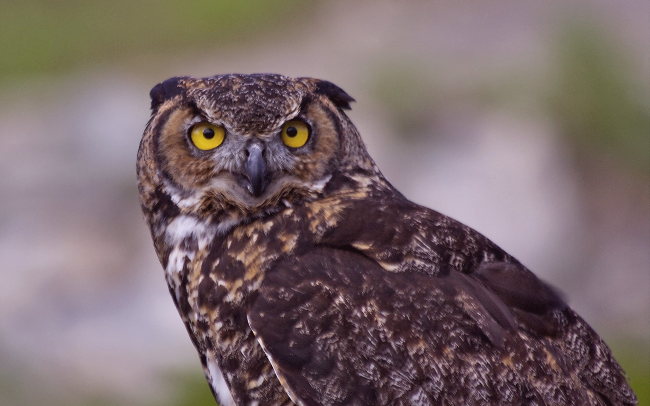 no People, animals In The Wild, falconry, animal Head, animal, close-up, 2K, one Animal, brown, hawk - Bird, bird, predator, looking at camera, looking, HD Wallpaper