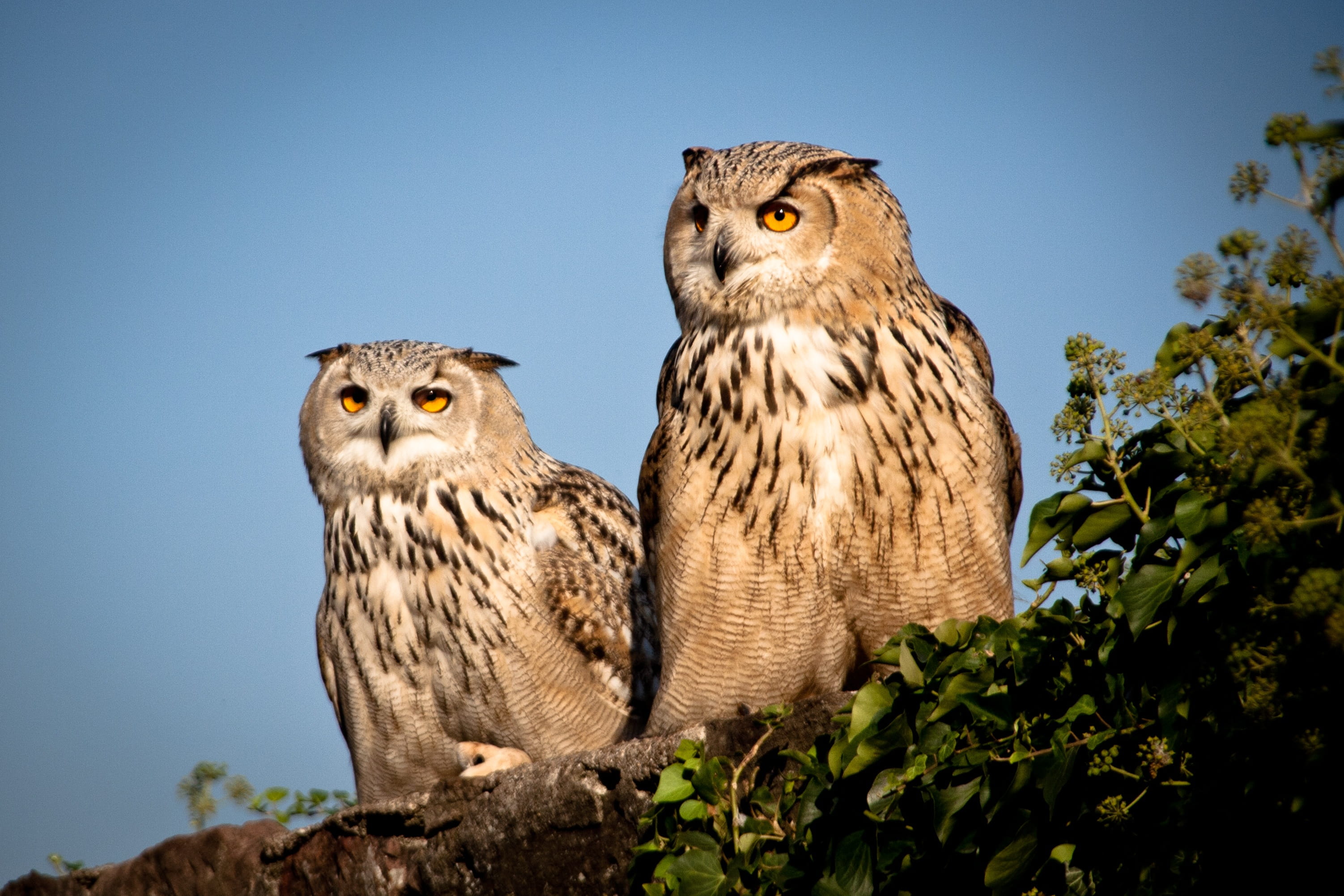 nature, group of animals, looking at camera, animal wildlife, day, clear sky, 2K, portrait, animal world, animal themes, plumage, tree, owl, no people, HD Wallpaper