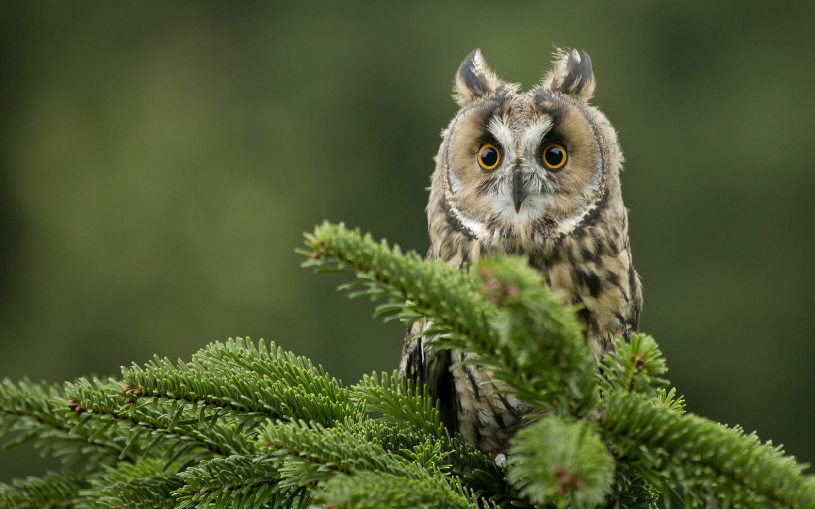 feather, brown, portrait, vertebrate, animals Hunting, beauty In Nature, bird of Prey, day, animal, looking at camera, no People, outdoors, animal Eye, HD Wallpaper