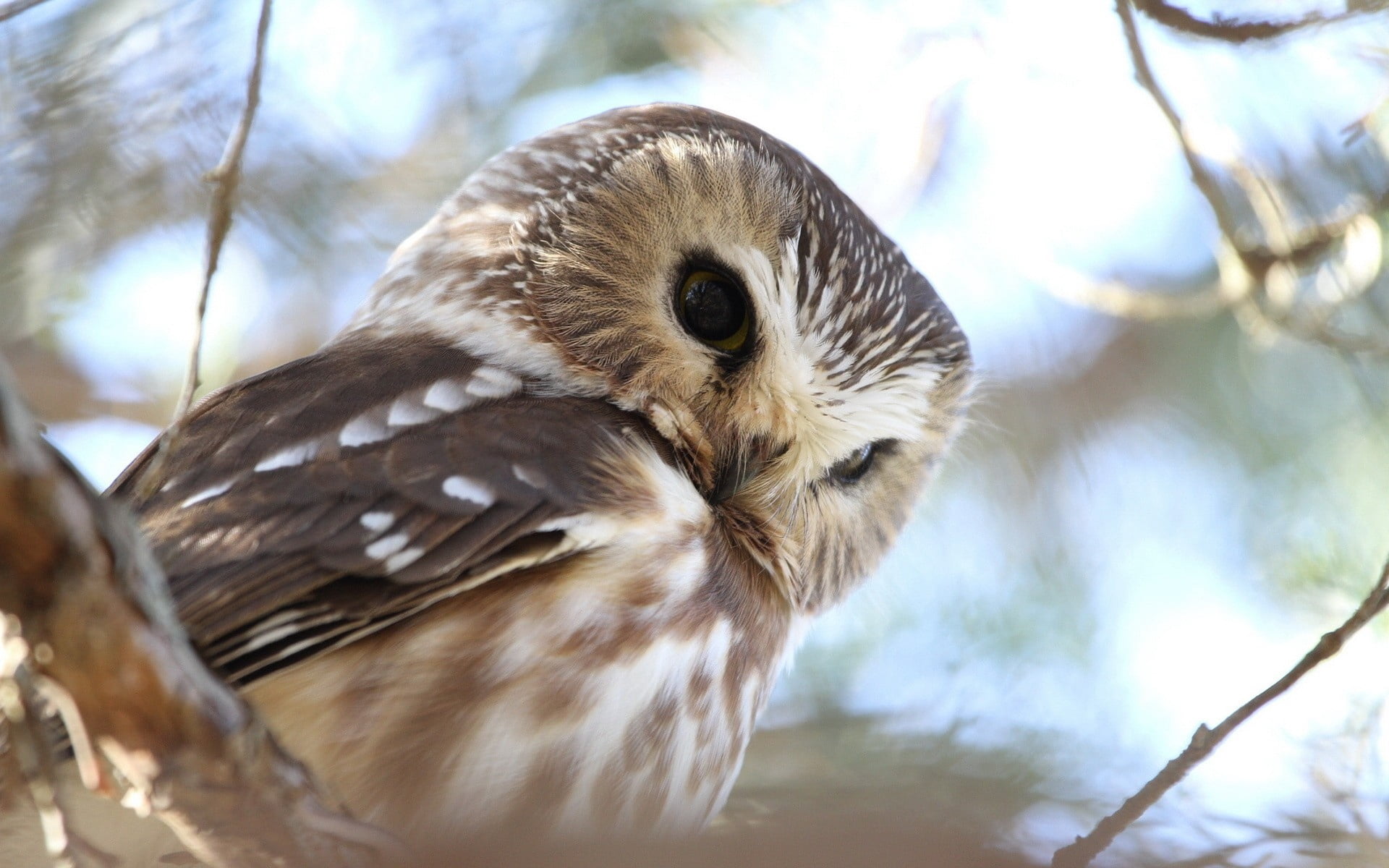 bird of Prey, animals In The Wild, 1080P, no people, animal Wing, looking, tree, animal themes, forest, nature, animals Hunting, close-up, wildlife, animal Eye, HD Wallpaper