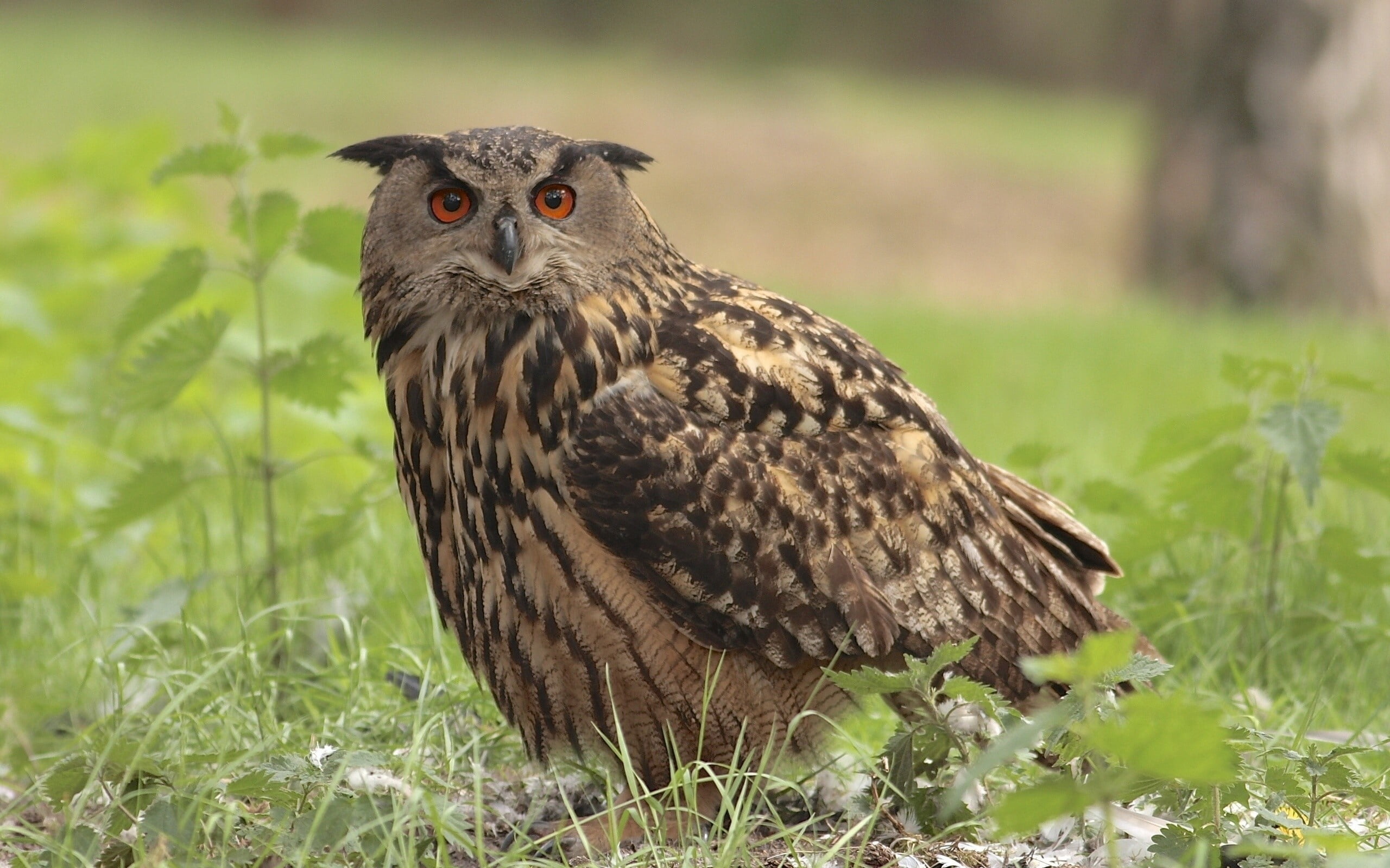 forest, falconry, outdoors, 2K, perching, feather, vertebrate, animals In The Wild, staring, animals Hunting, beige, brown, plant, carnivore, grass, green Color, HD Wallpaper