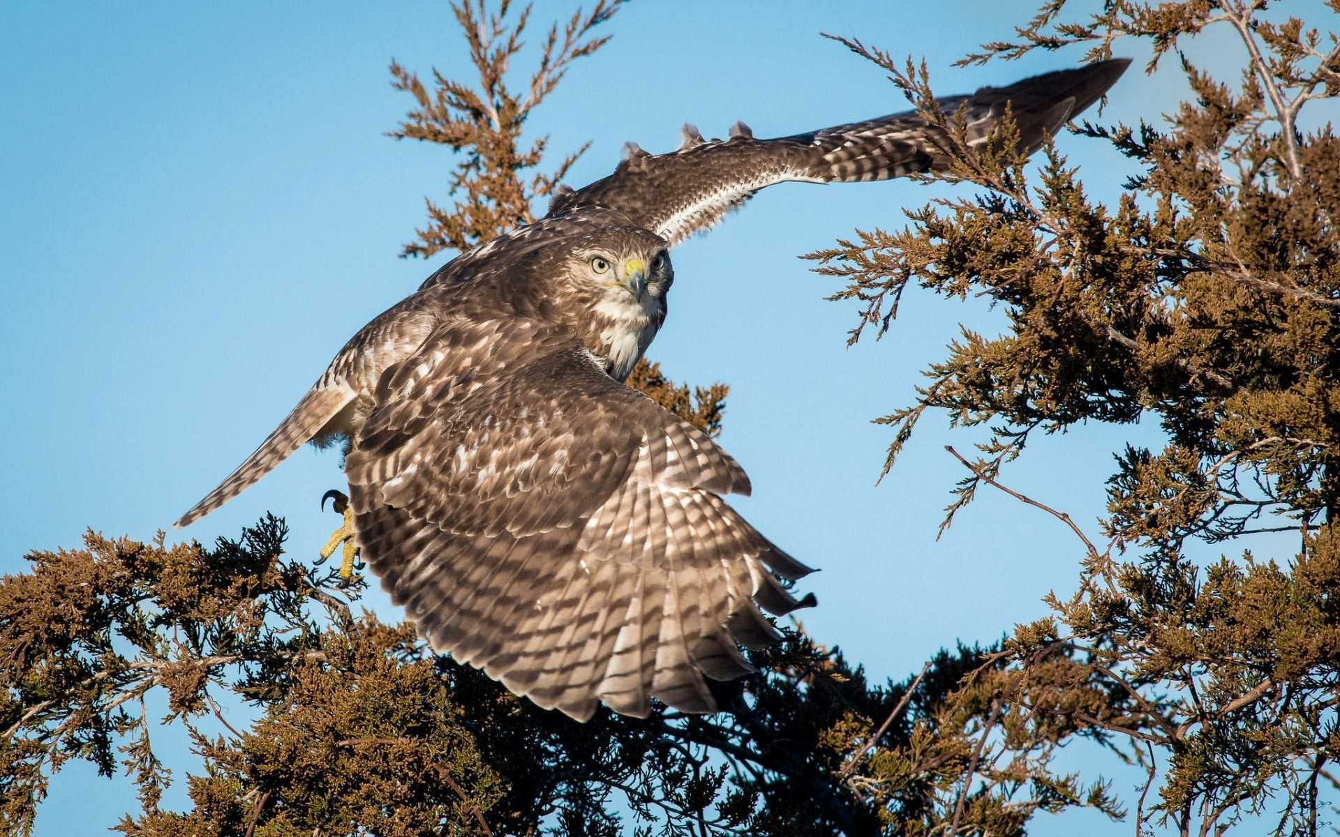 animal Wing, spread wings, vertebrate, branches, branch, low angle view, eagle - Bird, clear sky, blue, sky, bird, animal Eye, falcon - Bird, forest, falconry, HD Wallpaper