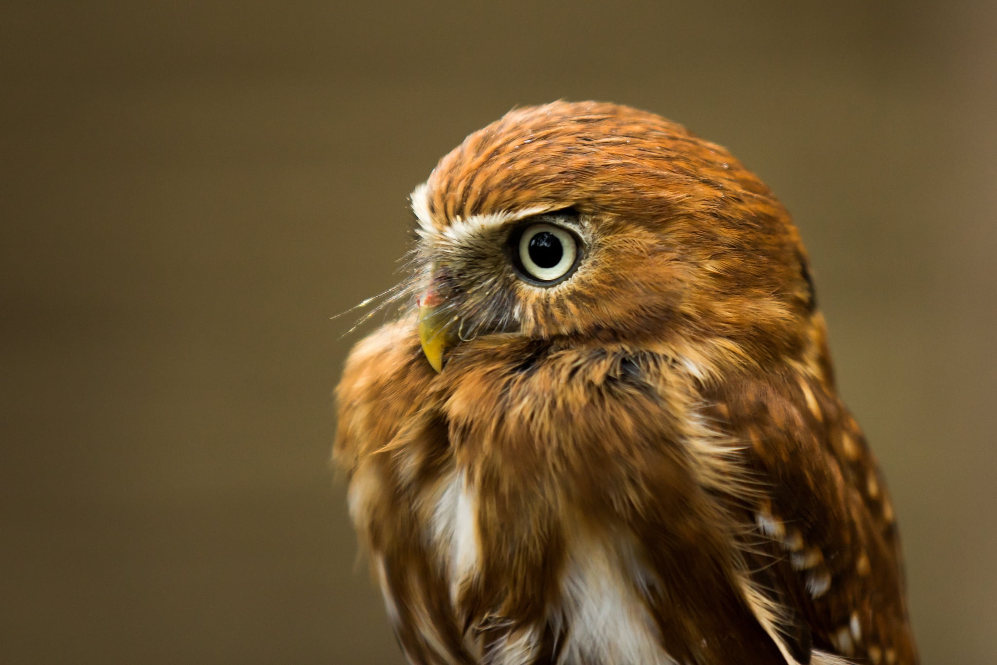 day, animal Wing, beak, staring, owl, animals Hunting, brown, animal Head, wildlife, falconry, portrait, close-up, vertebrate, animal, one Animal, nature, HD Wallpaper