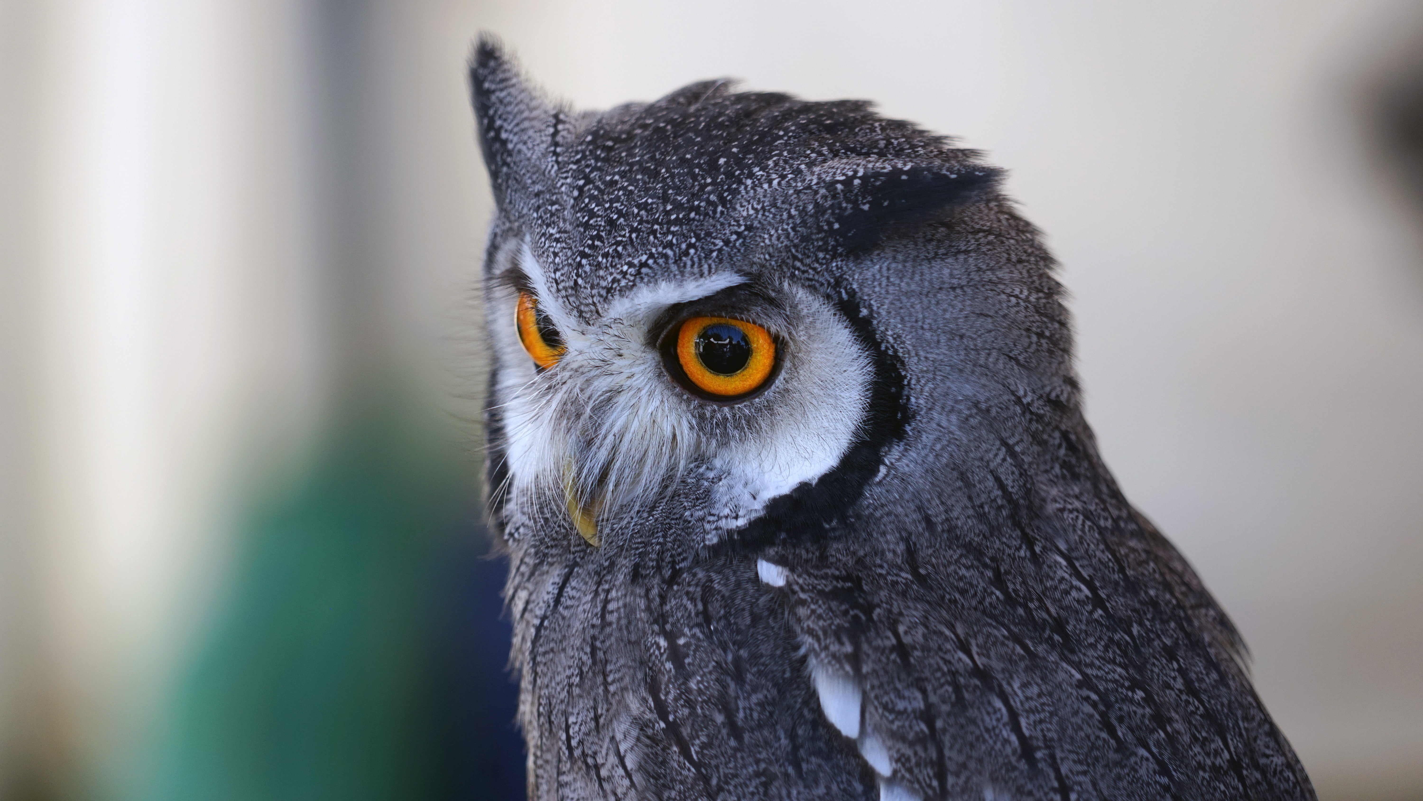 owl, black, 5K, profile view, looking, feather, no people, predator, animal body part, day, one Animal, nature, carnivore, vertebrate, staring, wildlife, HD Wallpaper