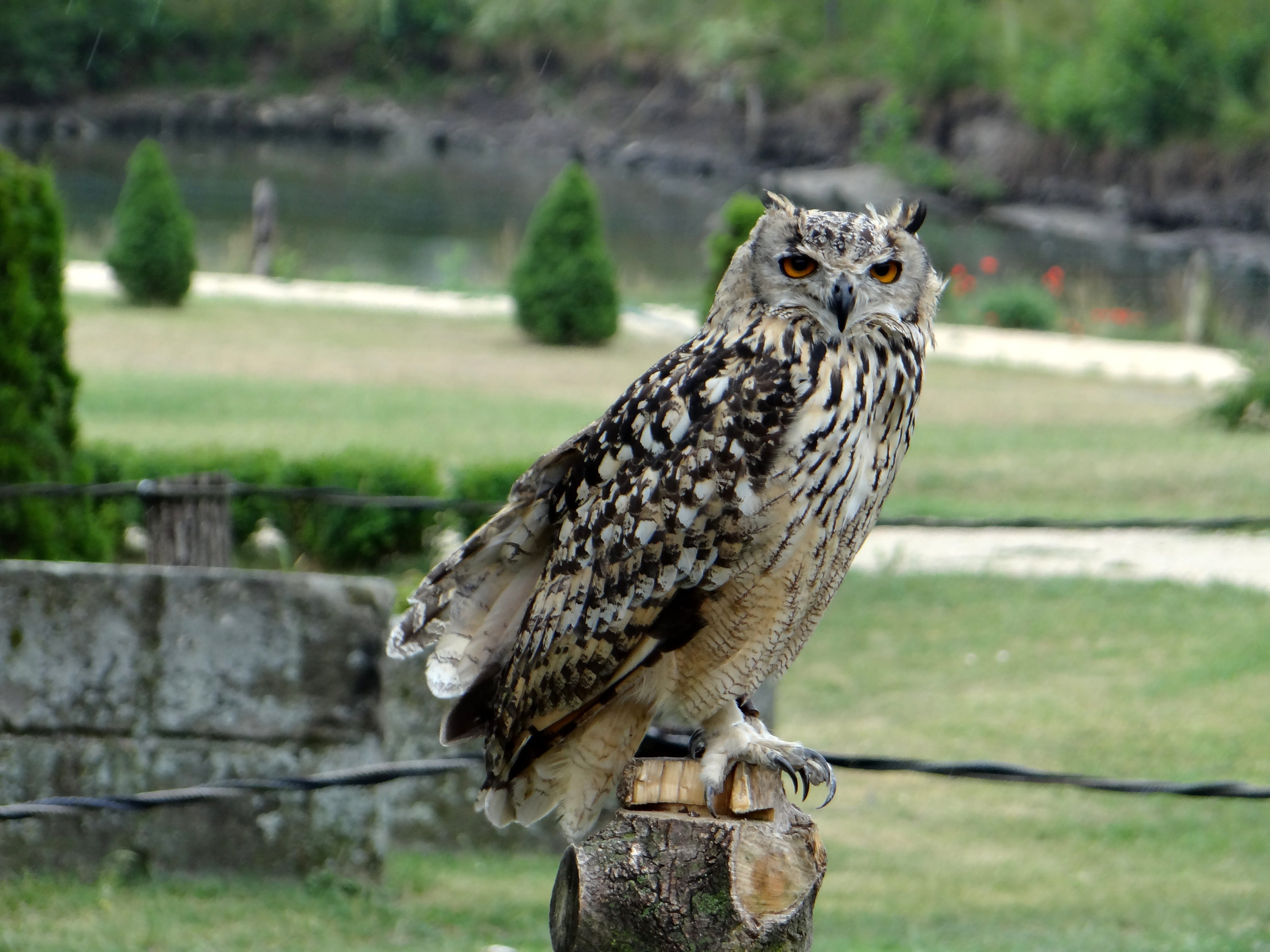predator, portrait, perching, wisdom, claws, animals in the wild, falconry, eyes, bird of prey, pharaoh eagle owl, grass, bondage, no people, owl, outdoors, HD Wallpaper