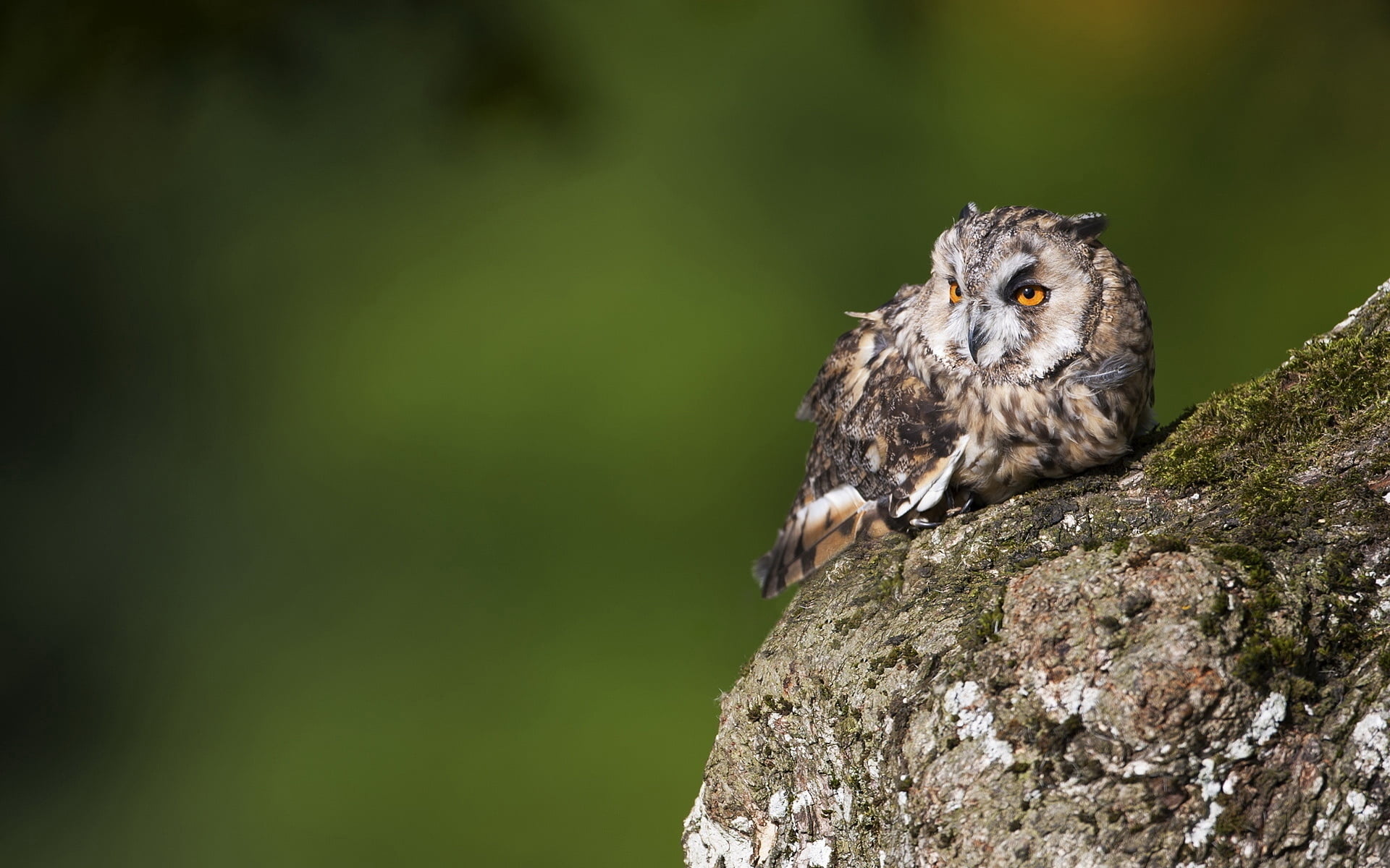 animal wildlife, bird of Prey, bird Watching, small, rock - object, no People, brown, bark, carnivore, vertebrate, great, focus on foreground, beak, owl, HD Wallpaper