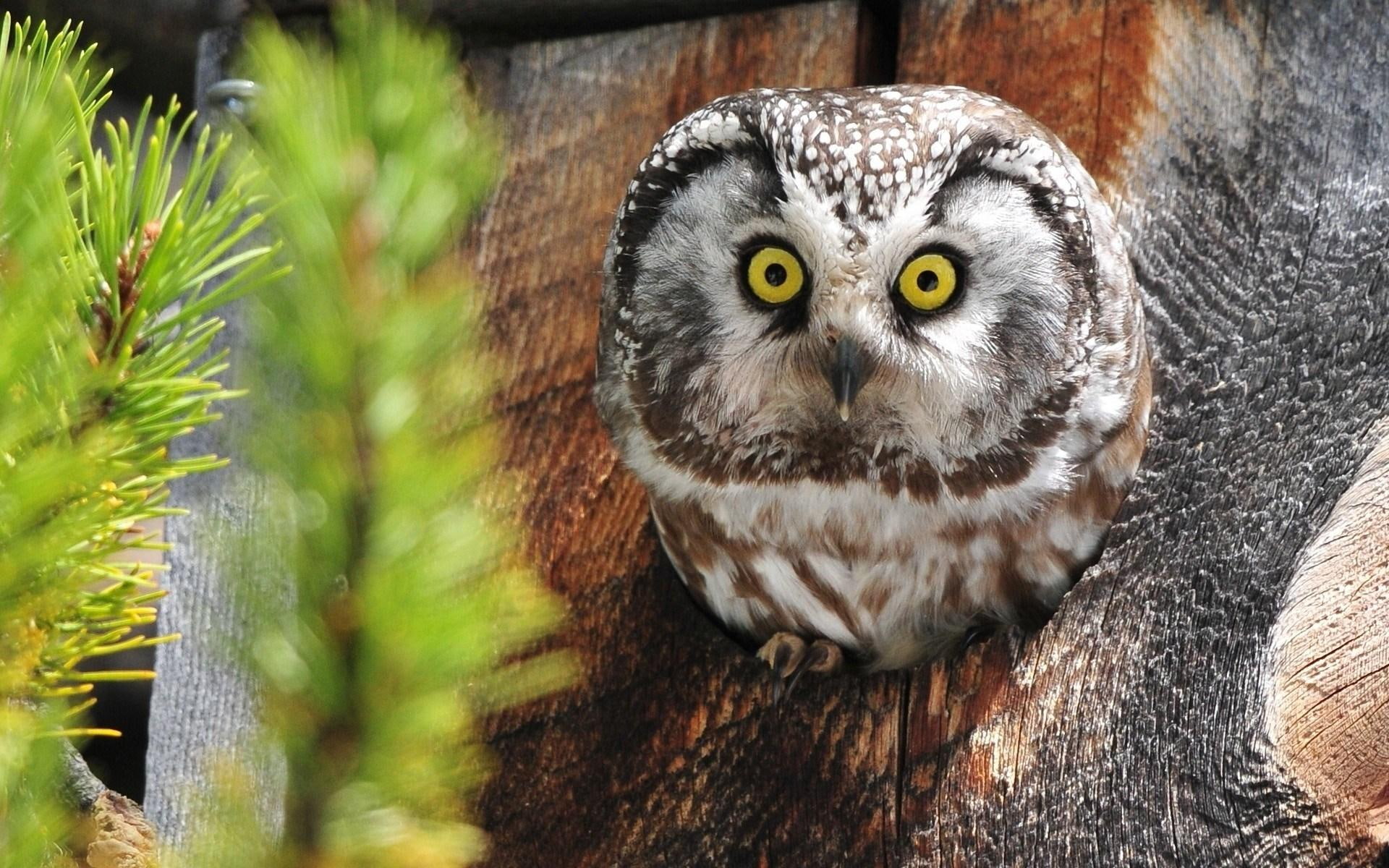 owl, horned, great, 1080P, bird, HD Wallpaper