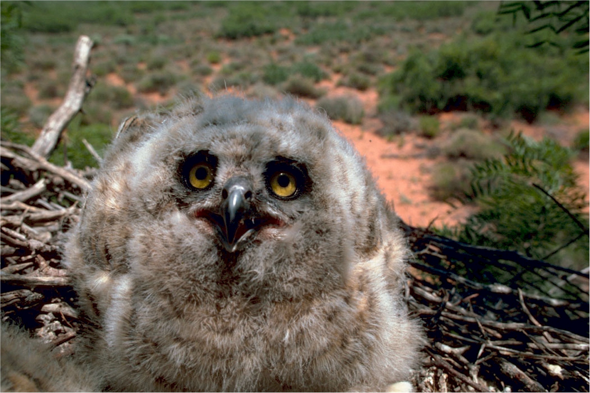owl, eyes, bird, stare, juvenile, nest, nature, usfws, predator, no people, looking at camera, day, young, feather, outdoors, focus on foreground, portrait, HD Wallpaper