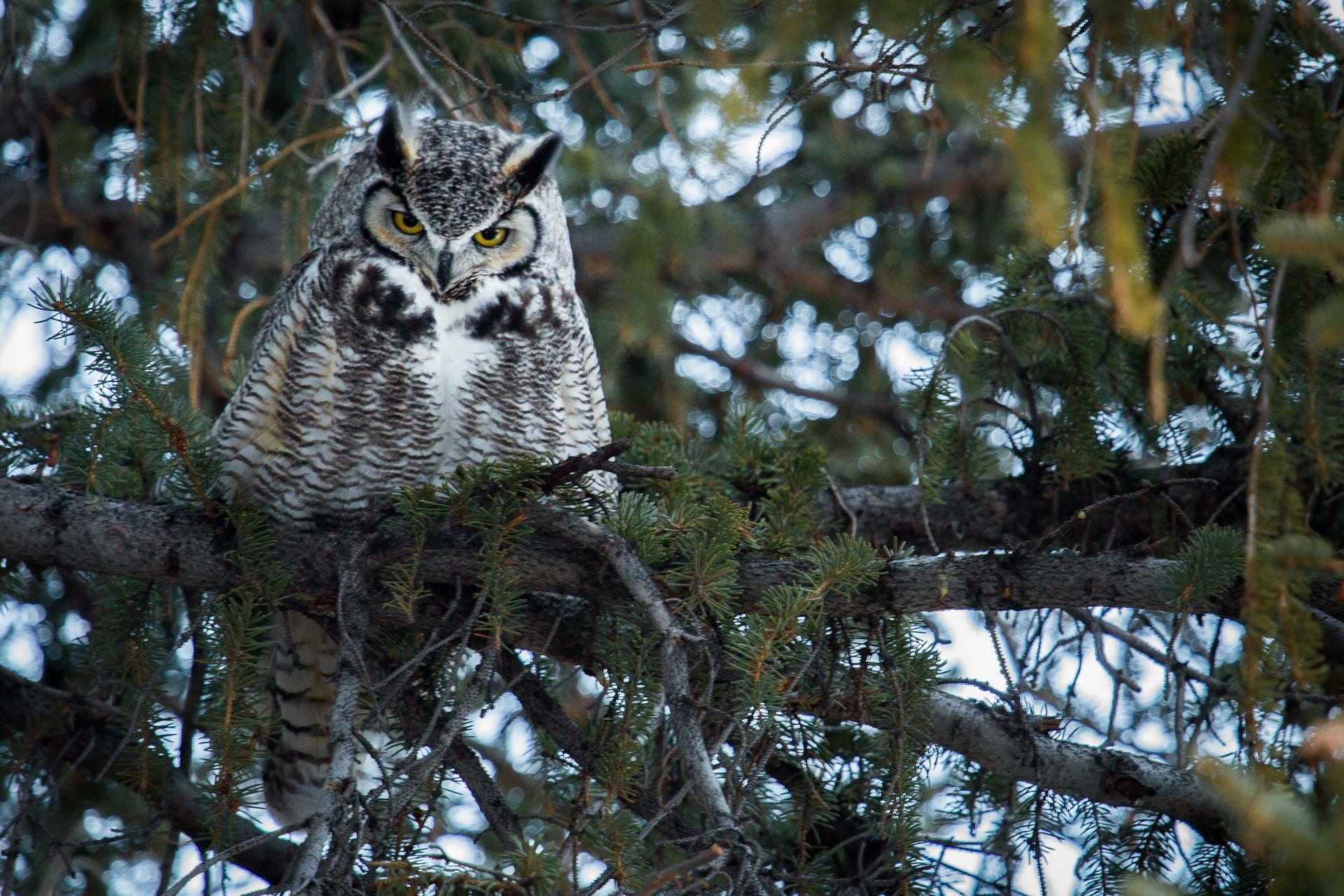 stare, focus on foreground, sitting, perched, animal, outdoors, looking at camera, animals in the wild, gray, animal themes, great horned owl, no people, HD Wallpaper