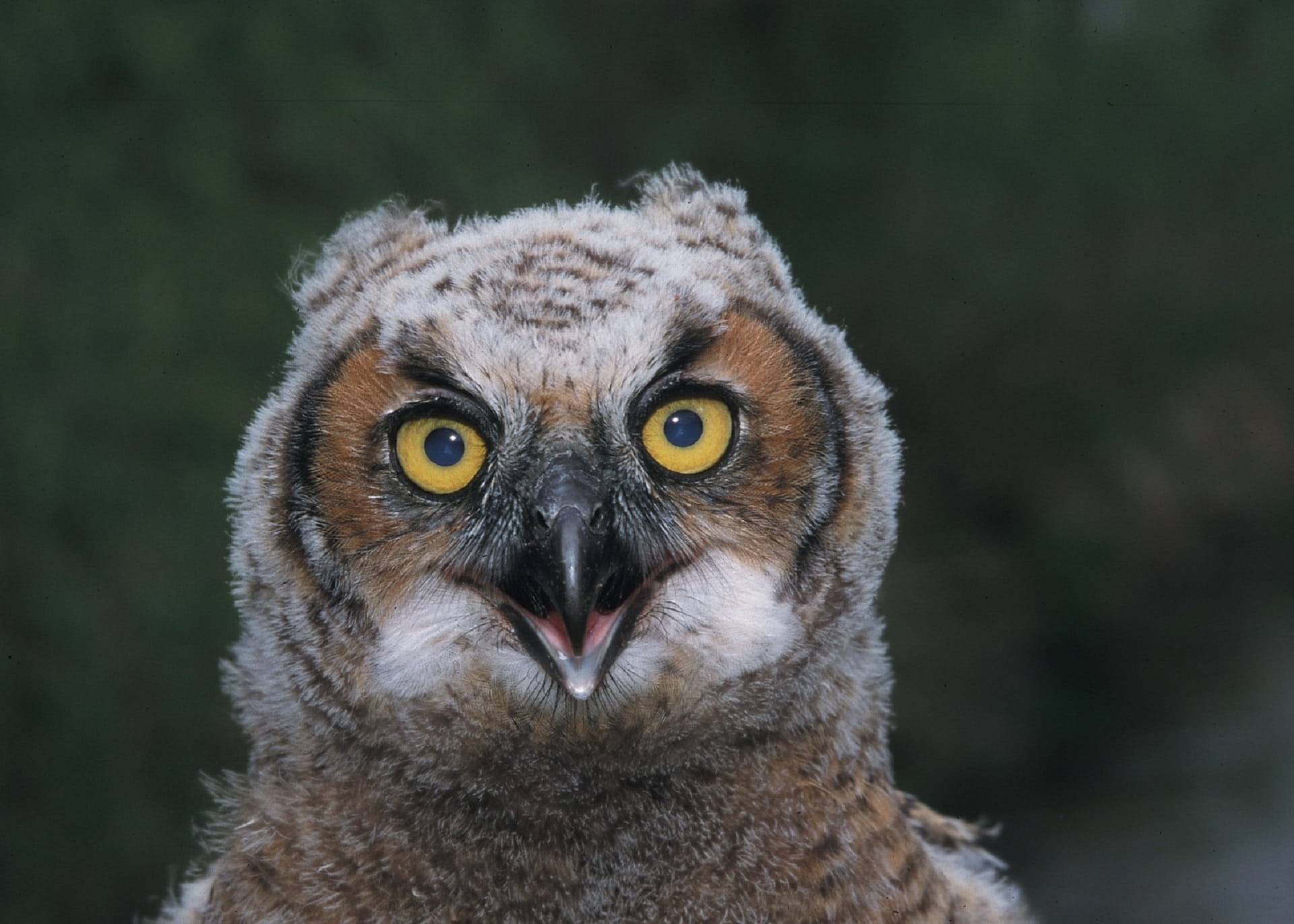 bird of prey, eyes, night, owl, wildlife, nocturnal, great horned owl, no people, focus on foreground, yellow eyes, animal wildlife, animals in the wild, HD Wallpaper