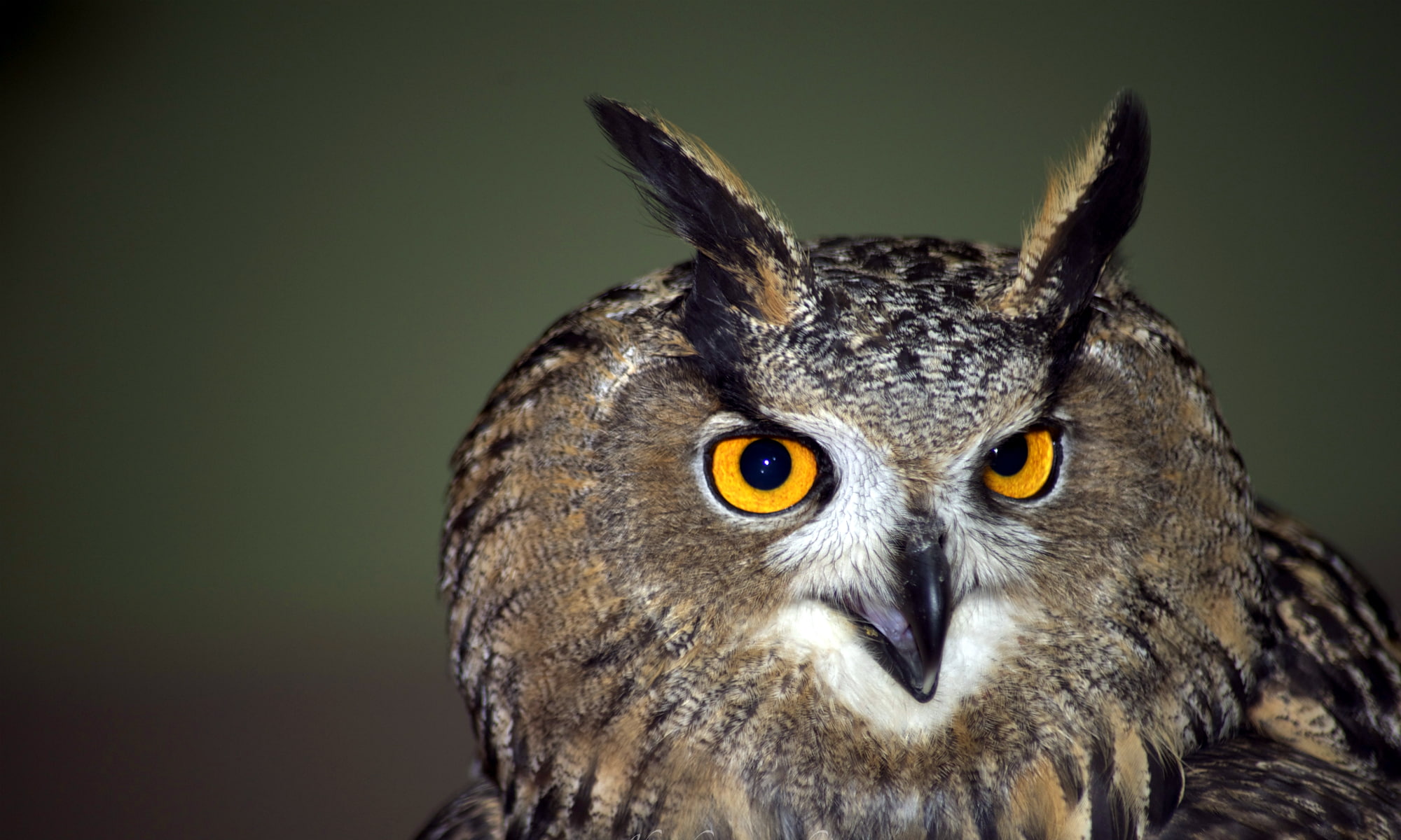 1080P, Birds, Great horned owl, HD Wallpaper