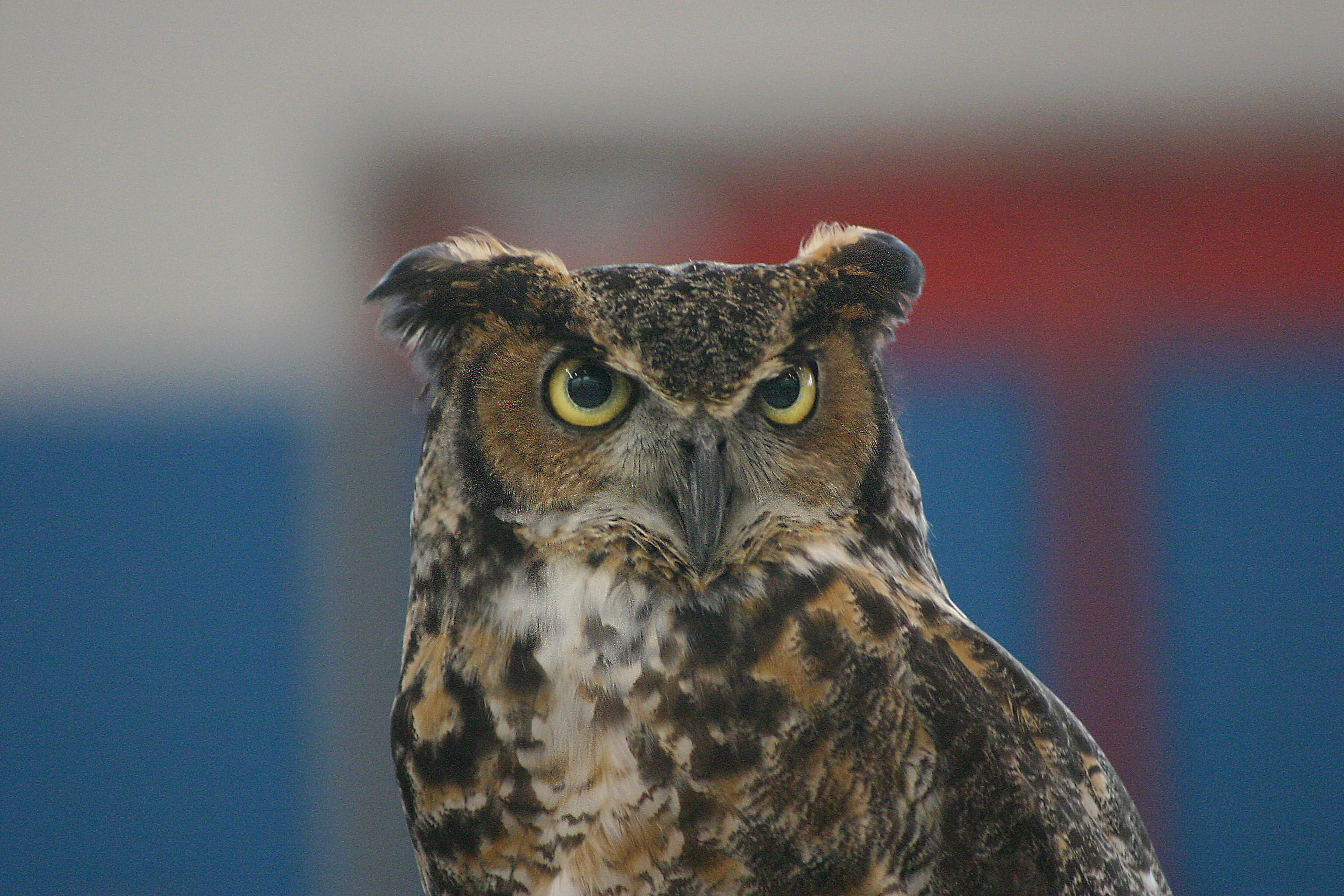 animal eye, animals in the wild, looking at camera, bird of prey, great horned owl, one animal, 2K, nocturnal, day, animal body part, stare, vertebrate, HD Wallpaper