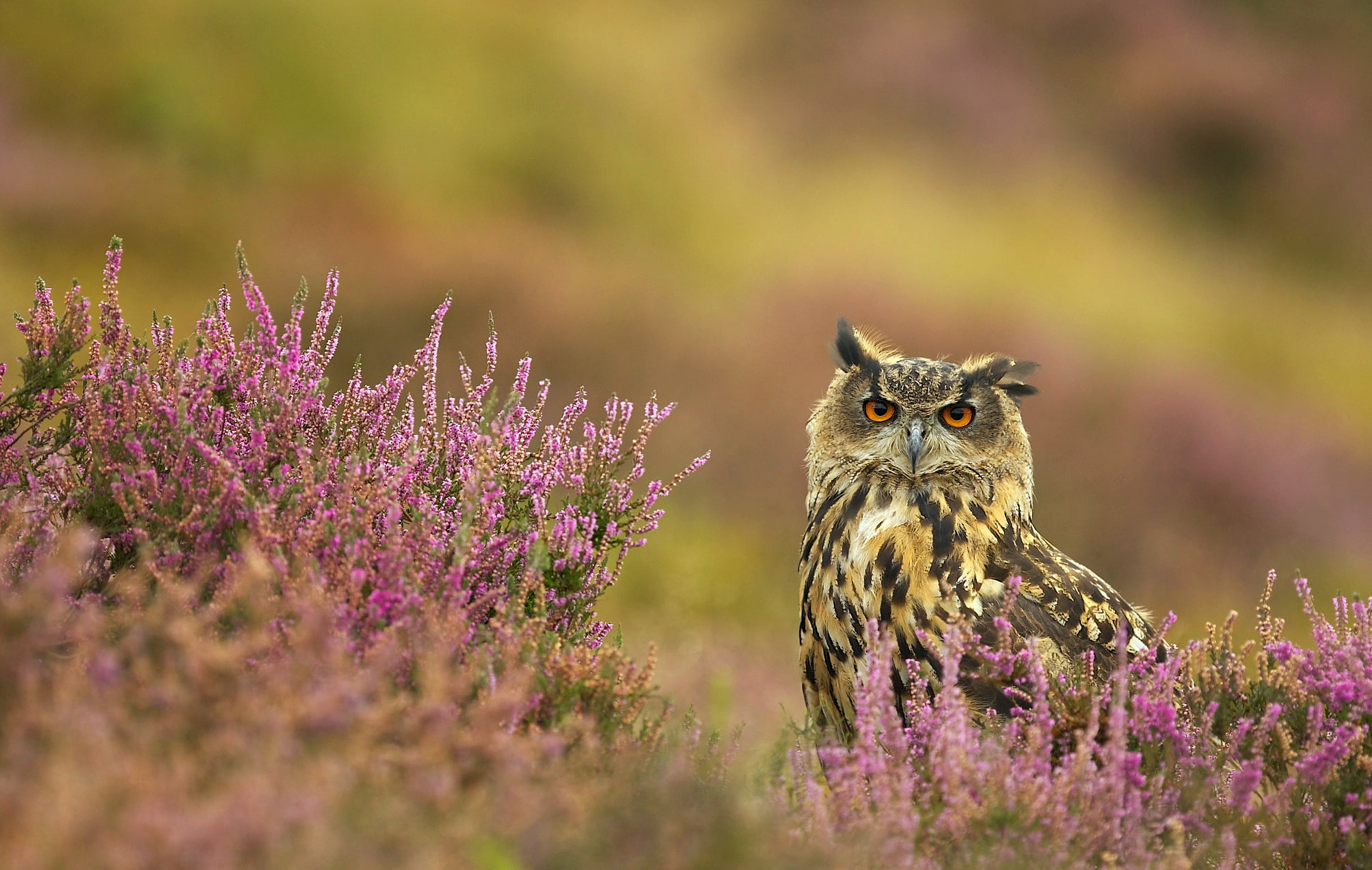 Great Horned Owl, 1080P, Bird, Owl, Birds, Wildlife, HD Wallpaper