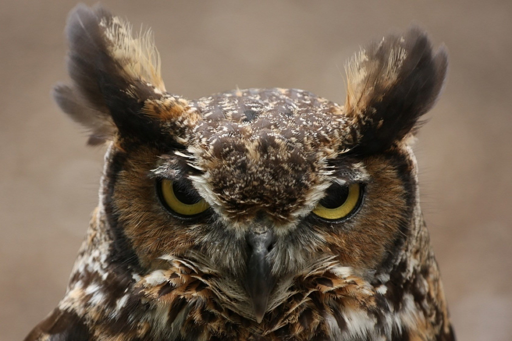 great horned owl, 720P, HD Wallpaper