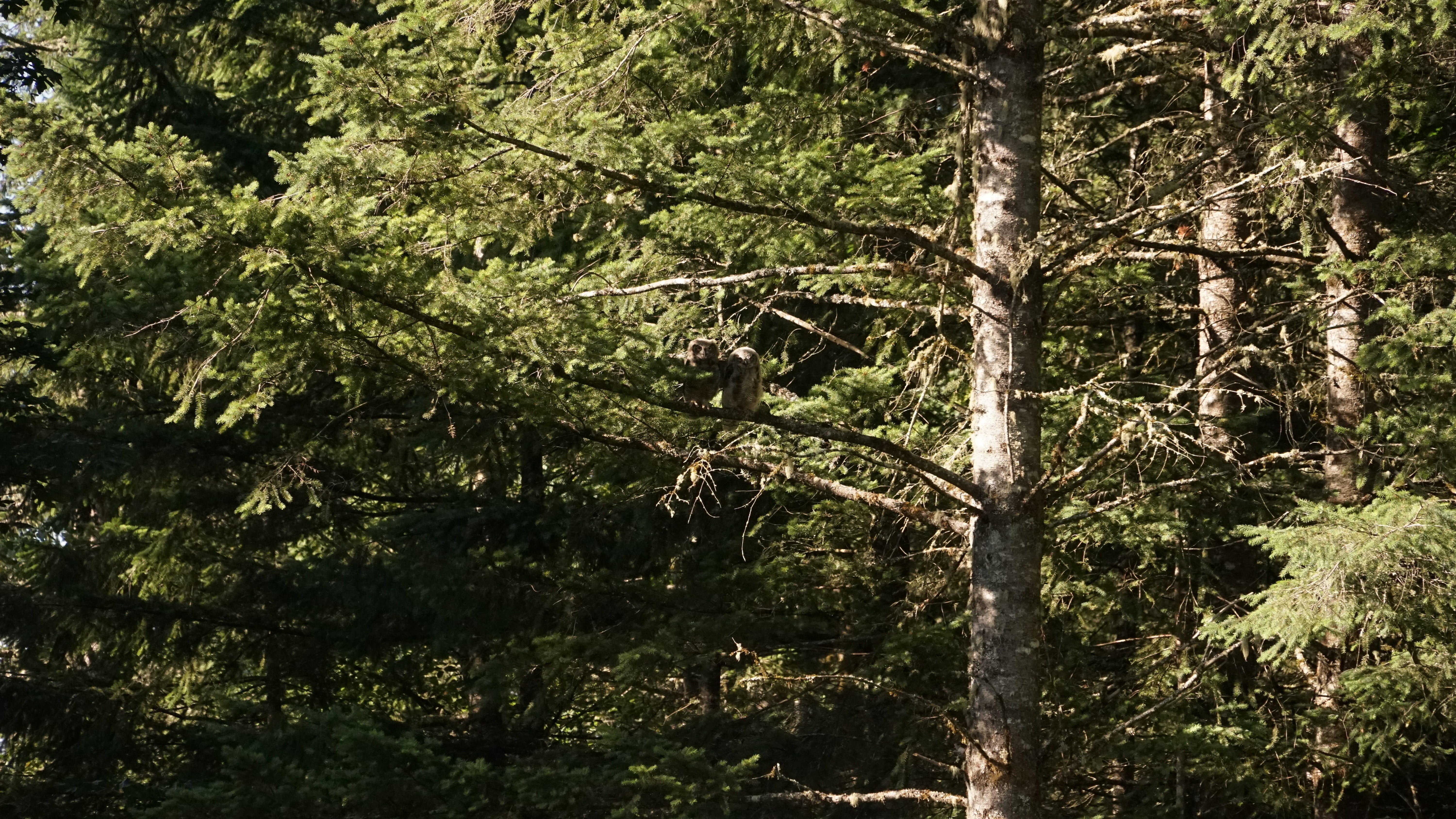 forest, 5K, tree, tranquility, owl, environment, tree trunk, beauty in nature, growth, trunk, scenics - nature, wood, woodland, outdoors, great horned, HD Wallpaper
