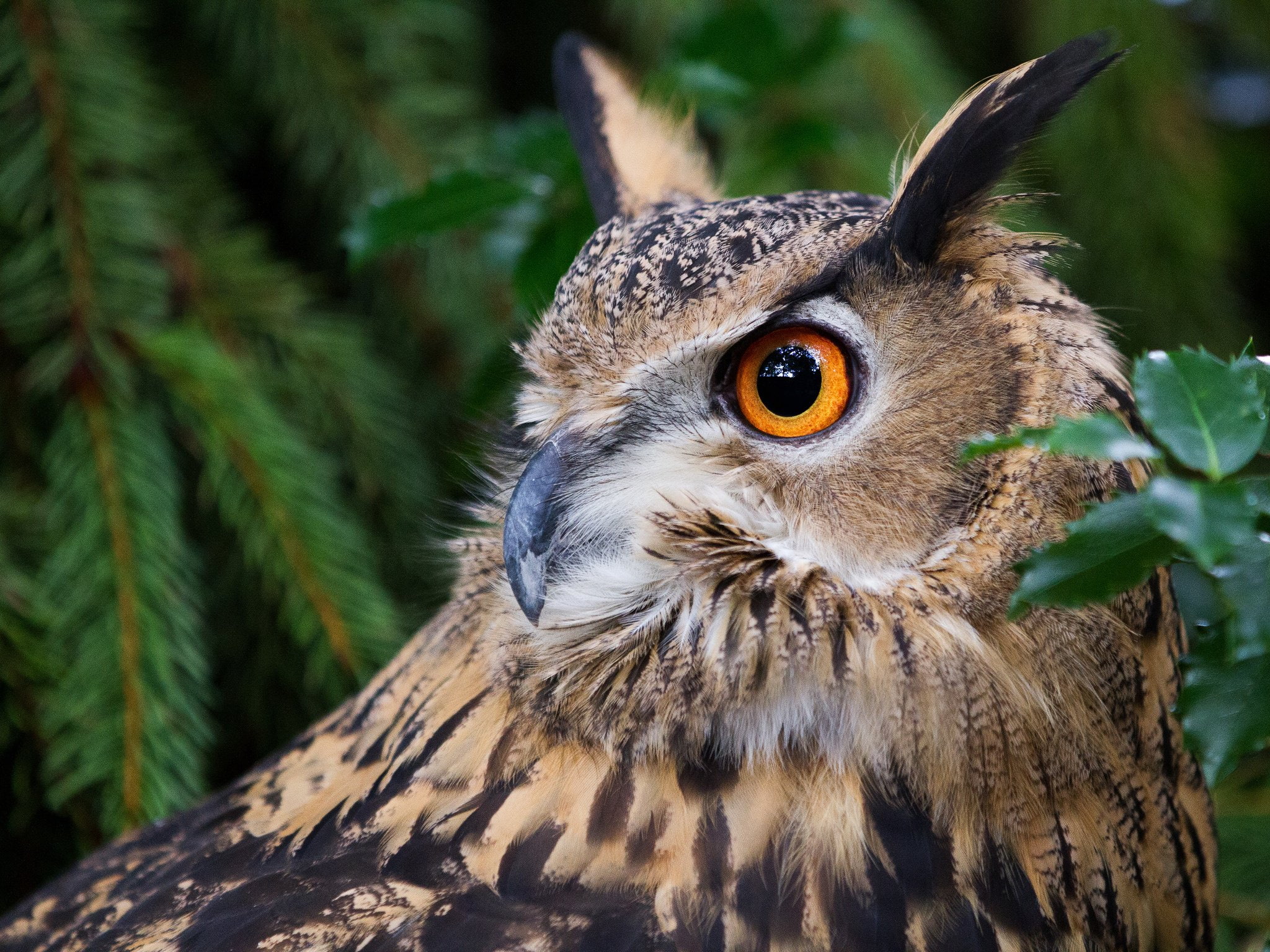 eye, 1080P, eyes, Great, forest, Horned, portrait, bird, owl, HD Wallpaper