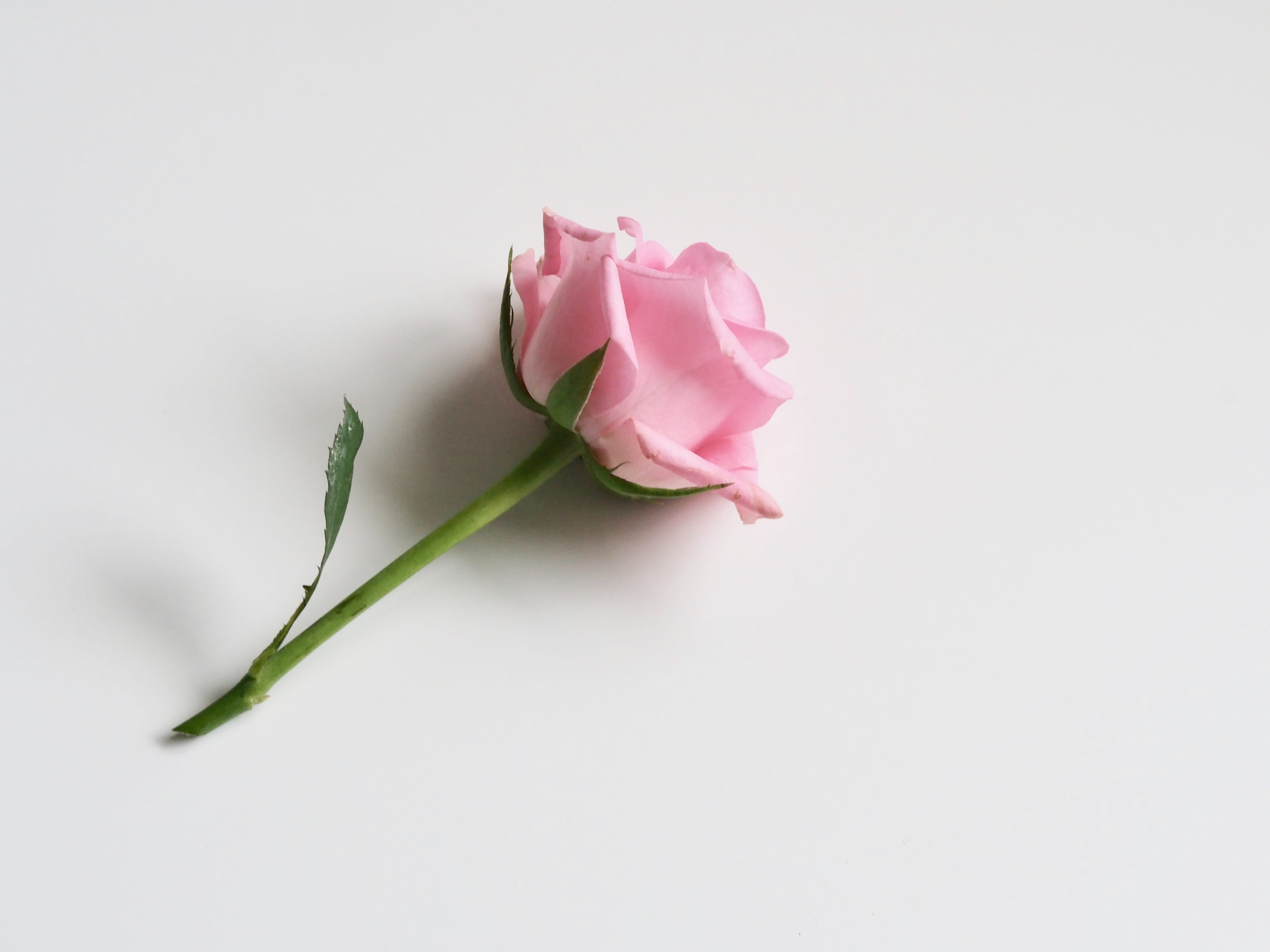vulnerability, hd, single, plant stem, flower, copy space, flower head, indoors, close-up, beauty in nature, studio shot, rose, petal, fragility, HD Wallpaper