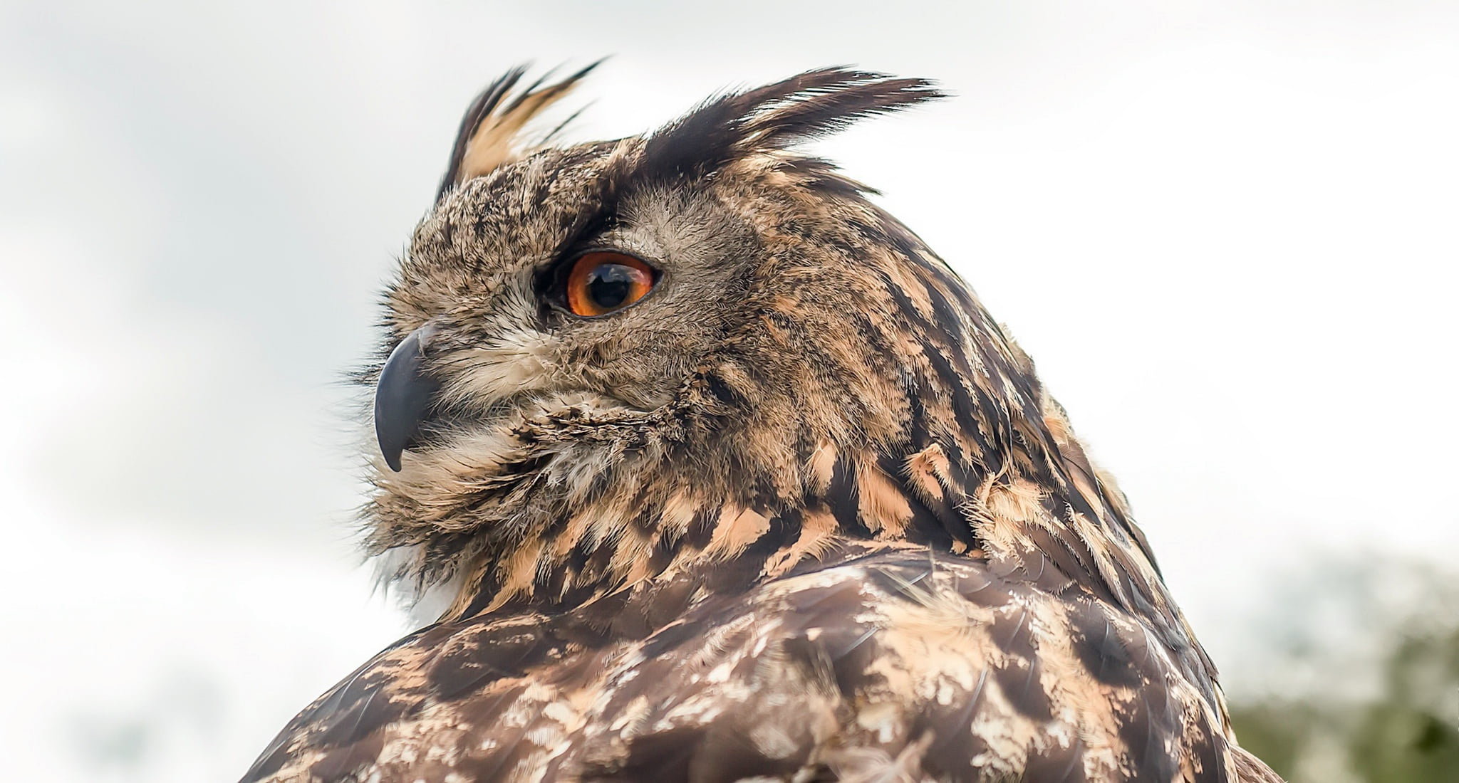 1080P, bird, nature, Eurasian Eagle Owl, HD Wallpaper