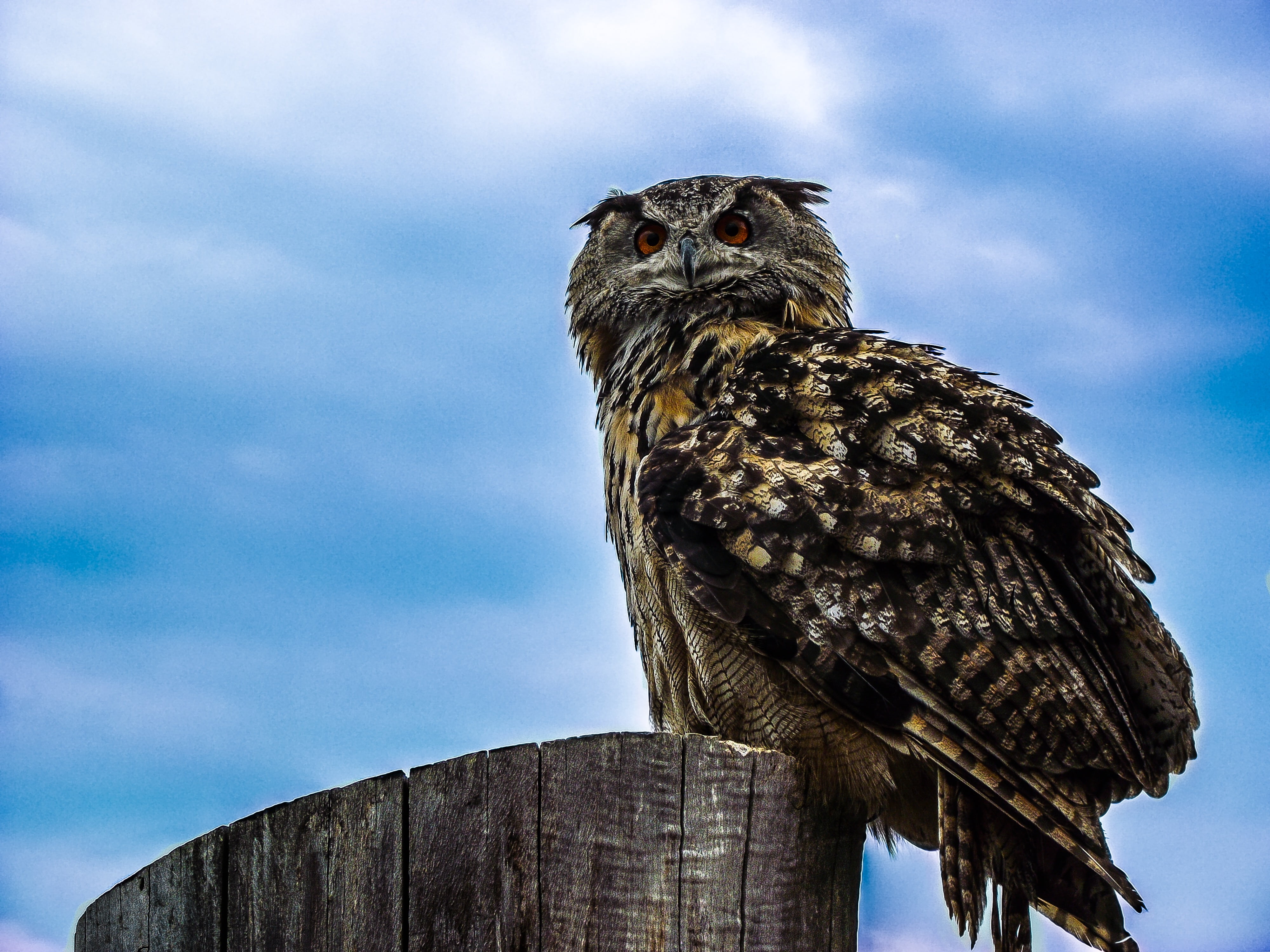 bill, eagle, wing, perching, eagle owl, feather, one animal, sit, no people, owl, sky, animal, wood - material, stump, post, bird of prey, 4K, black, perched, HD Wallpaper