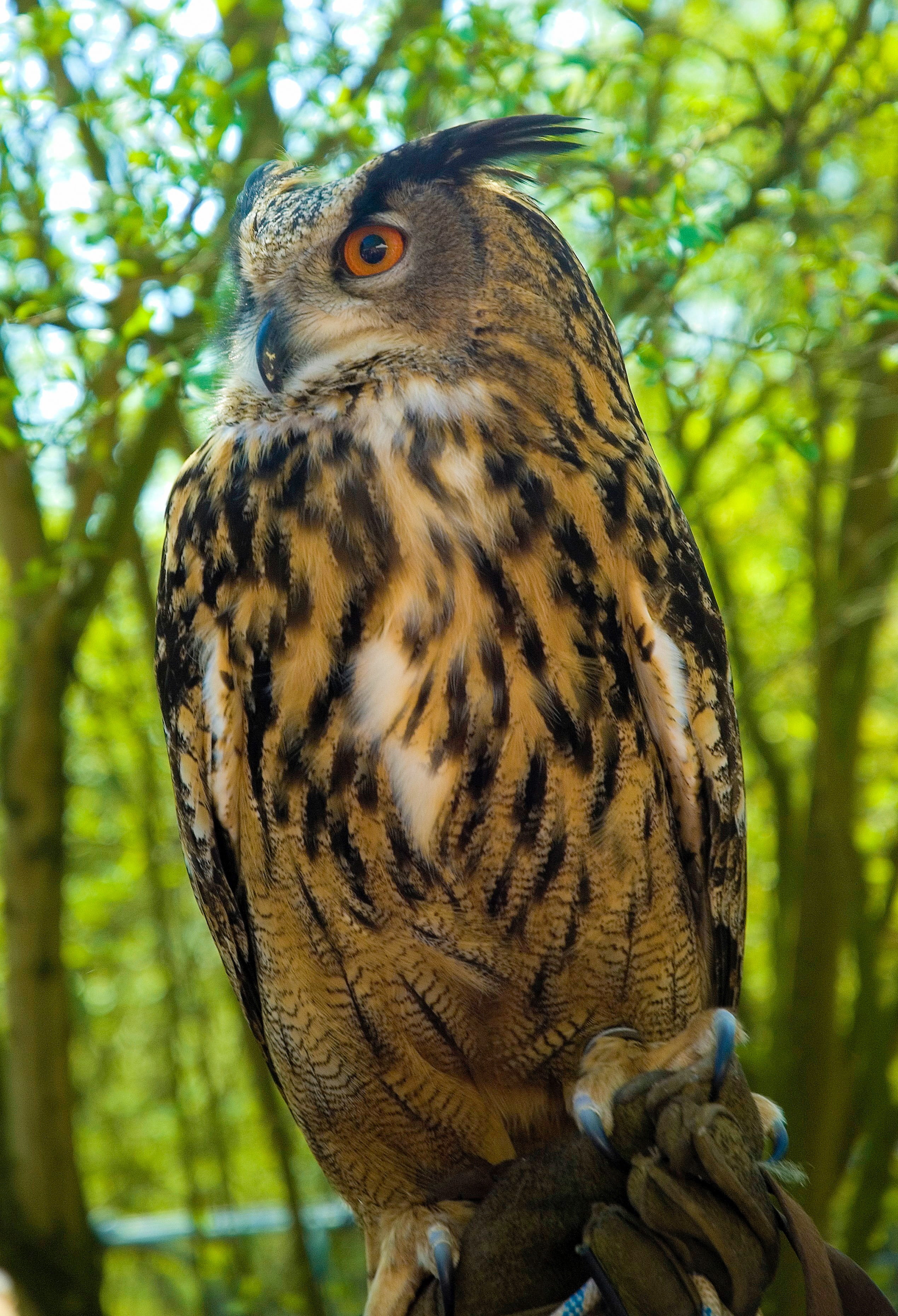 eagle, animal, beauty in nature, brown, close-up, eagle owl, animal eye, animals in the wild, perching, raptors, tree, animal wildlife, birds, großuhu, Phone HD Wallpaper