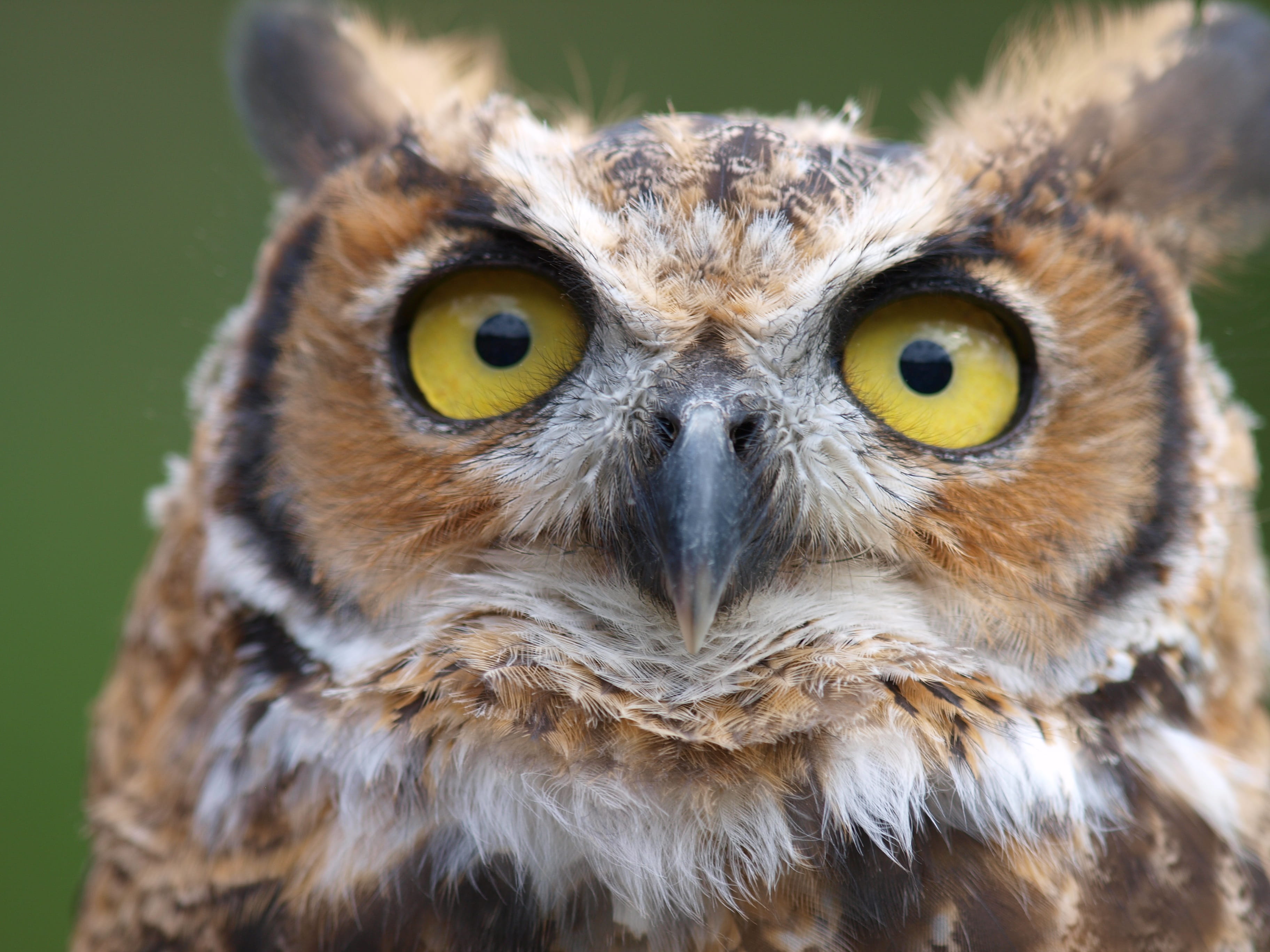 looking at camera, bird of prey, outdoors, owl, one animal, eagle, animals in the wild, day, owls, bird, no people, vertebrate, yellow eyes, animal body part, HD Wallpaper