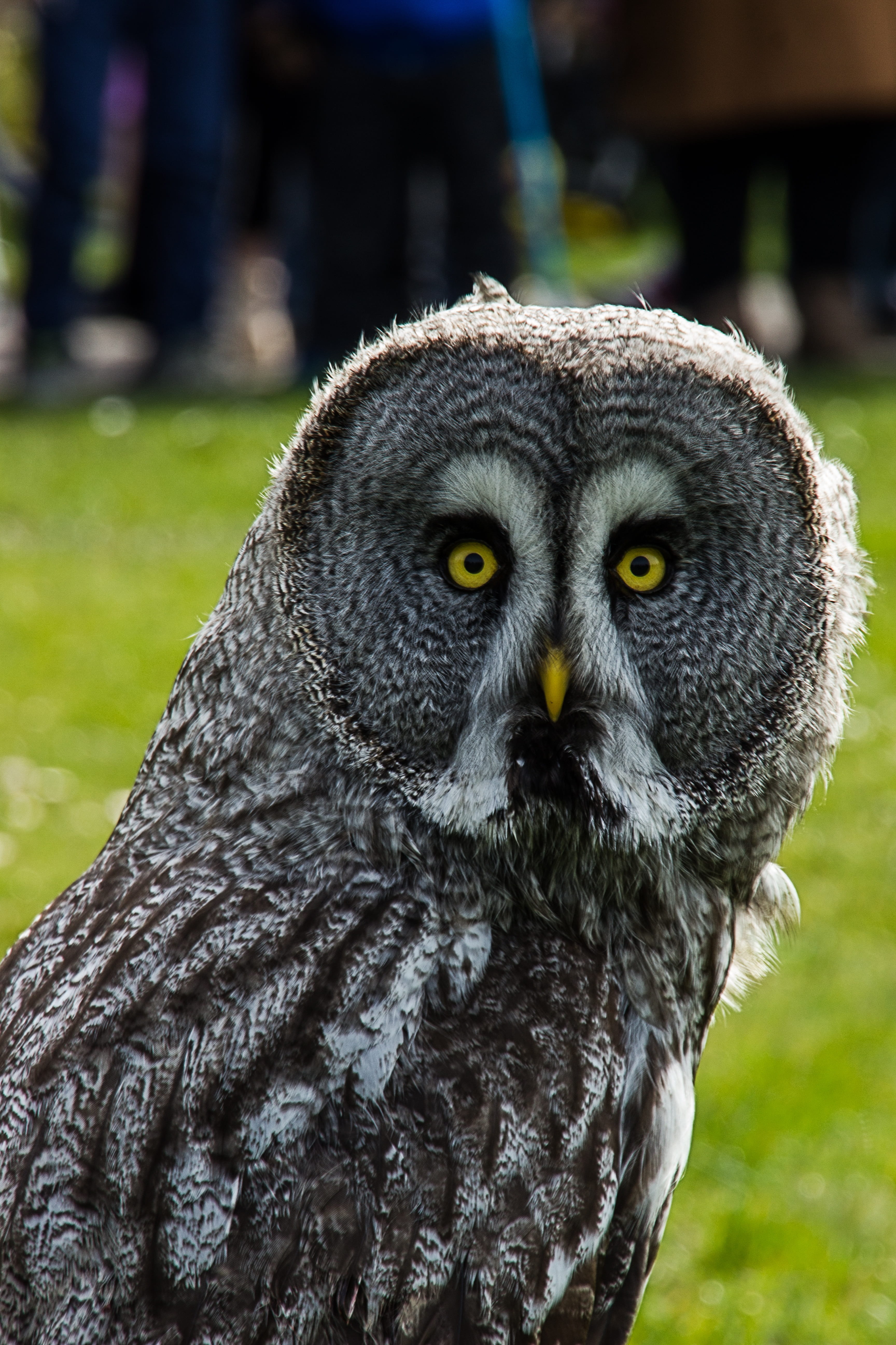 looking at camera, animal body part, animal eye, animal, owls, 5K, eurasian eagle owl, eagle, close-up, day, one animal, vertebrate, nature, bird, animal themes, Phone HD Wallpaper