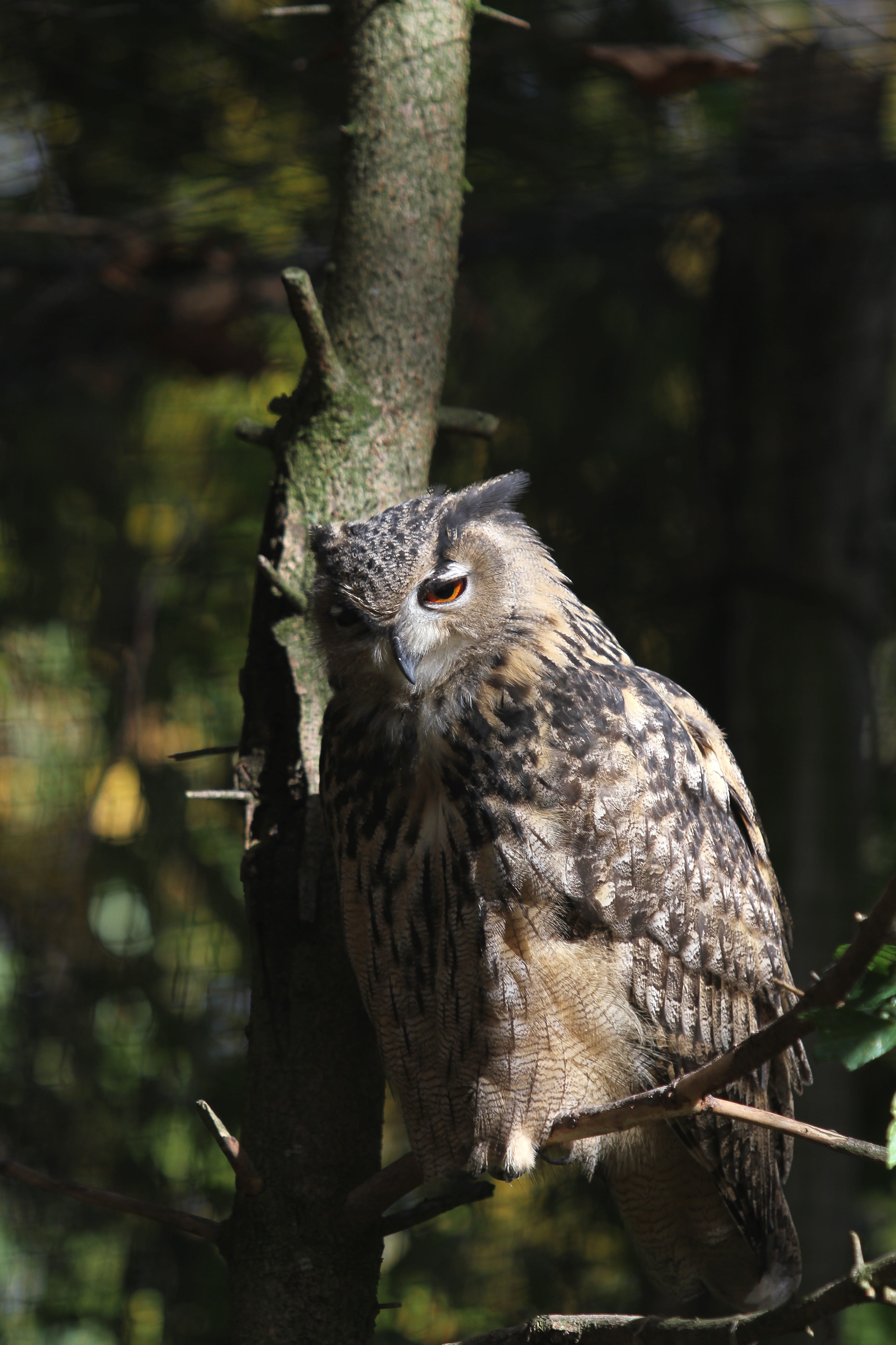 tree trunk, plant, tawny owl, outdoors, raptor, one animal, animal, no people, perching, nature, plumage, vertebrate, branch, animal wildlife, bird, focus on foreground, Phone HD Wallpaper