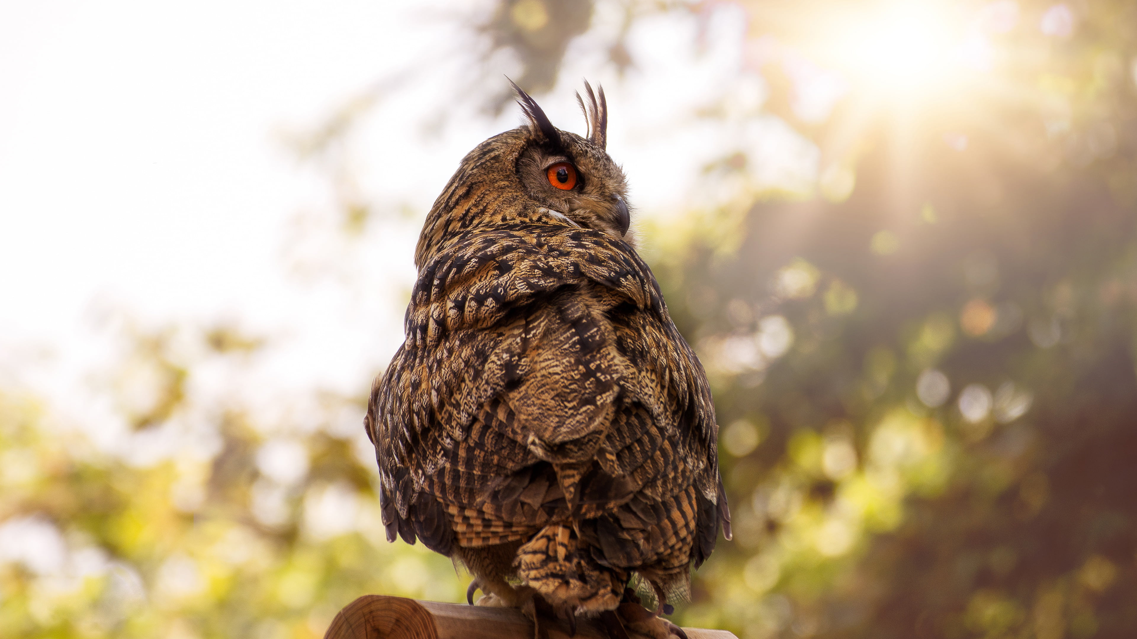 Owl, Eurasian Eagle-Owl, 4K, Birds, Bird, Wildlife, HD Wallpaper