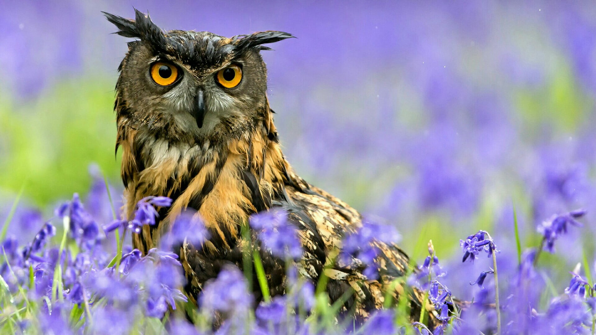 purple, eurasian eagle-owl, plant, nature, close-up, wildlife, bird of prey, flower, flowering plant, small, animal wildlife, animal eye, no people, fauna, HD Wallpaper