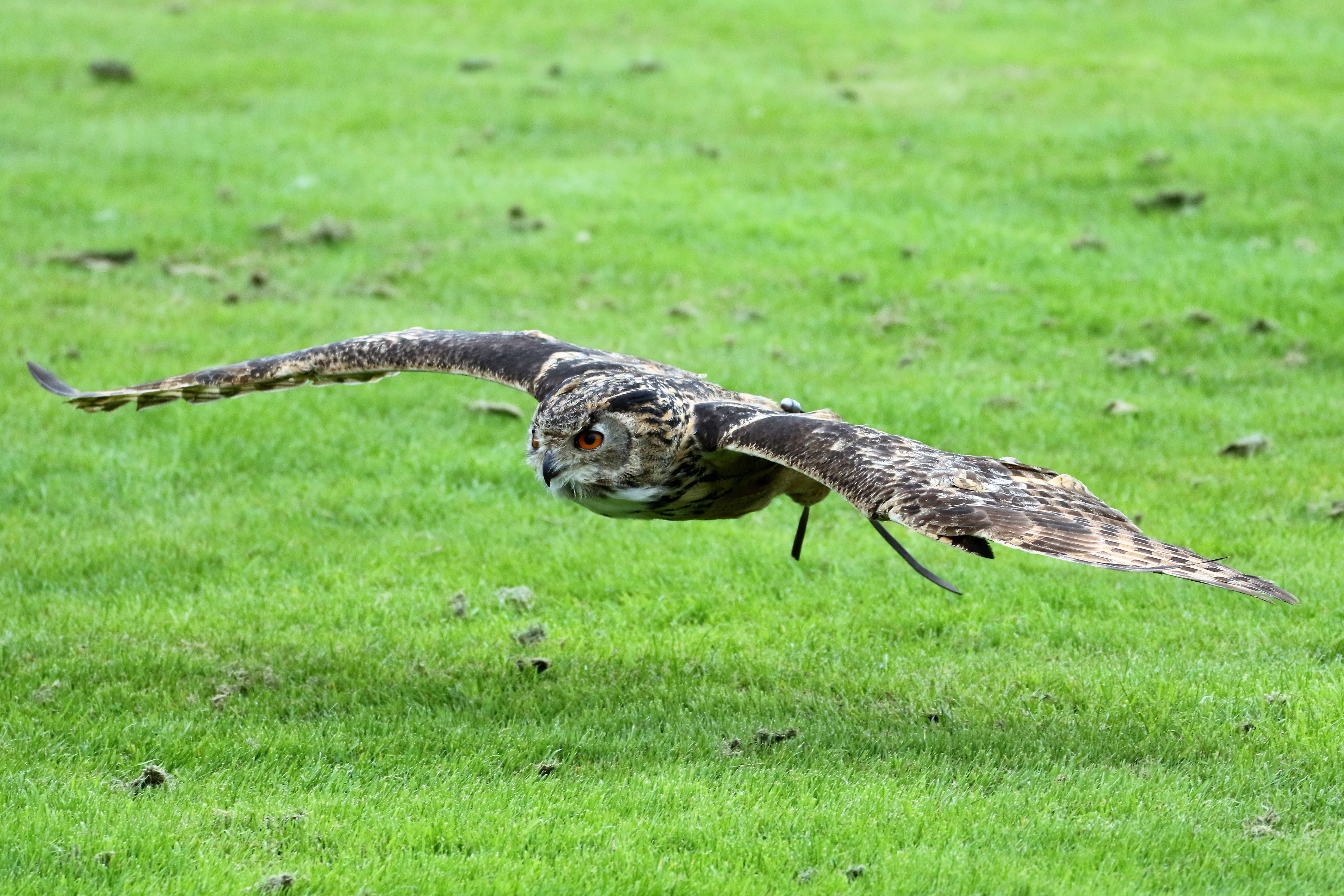 grass, vertebrate, gray, 5K, green color, prey, wild, feather, animal, animals in the wild, eagle owl, eagle-owl, plant, owl, field, land, predator, on the move, HD Wallpaper