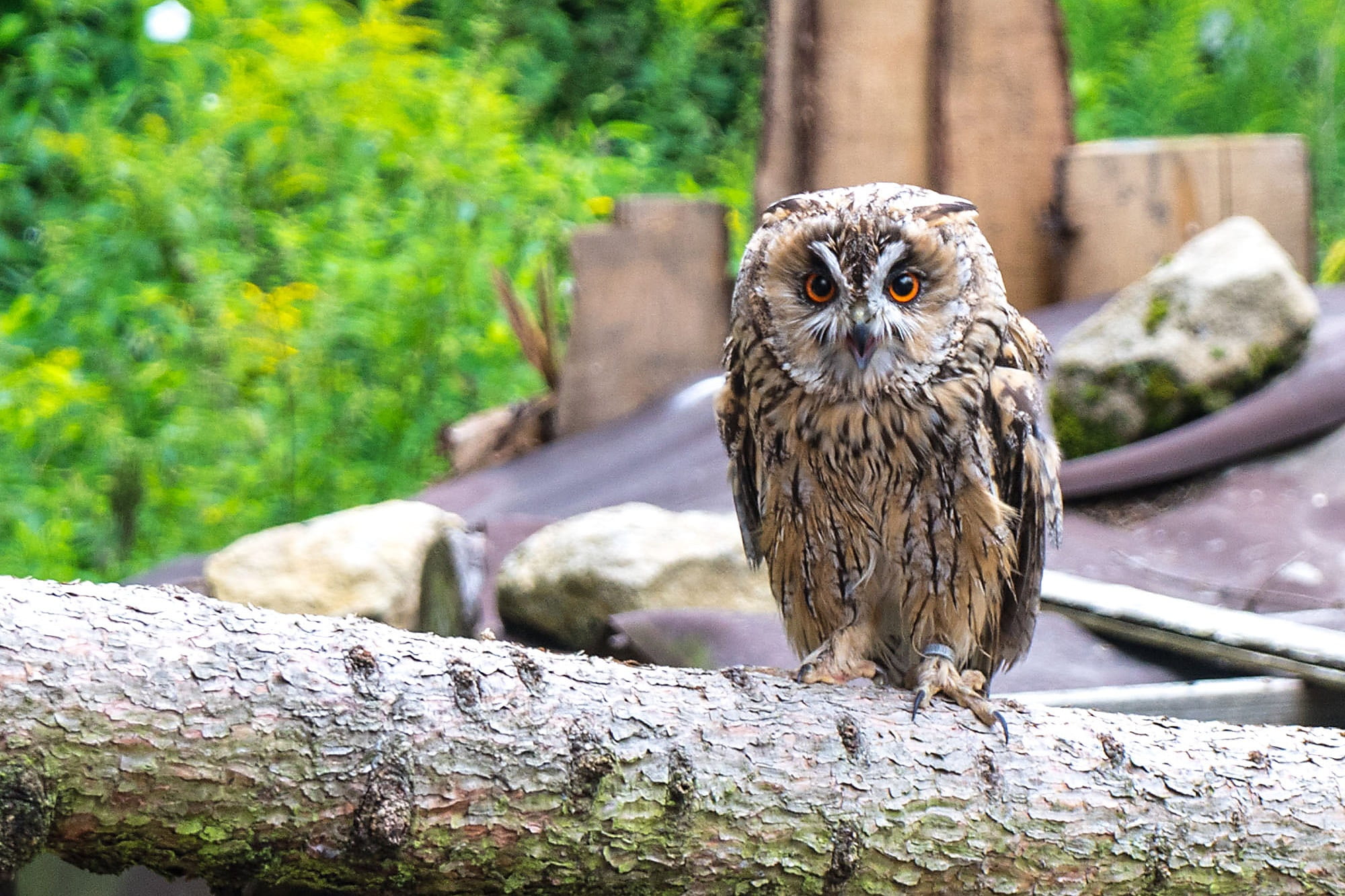 bird, eagle owl, 1080P, outdoors, forest, focus on foreground, tree, animal themes, birds, raptor, raptors, animal wildlife, one animal, owl, plumage, HD Wallpaper