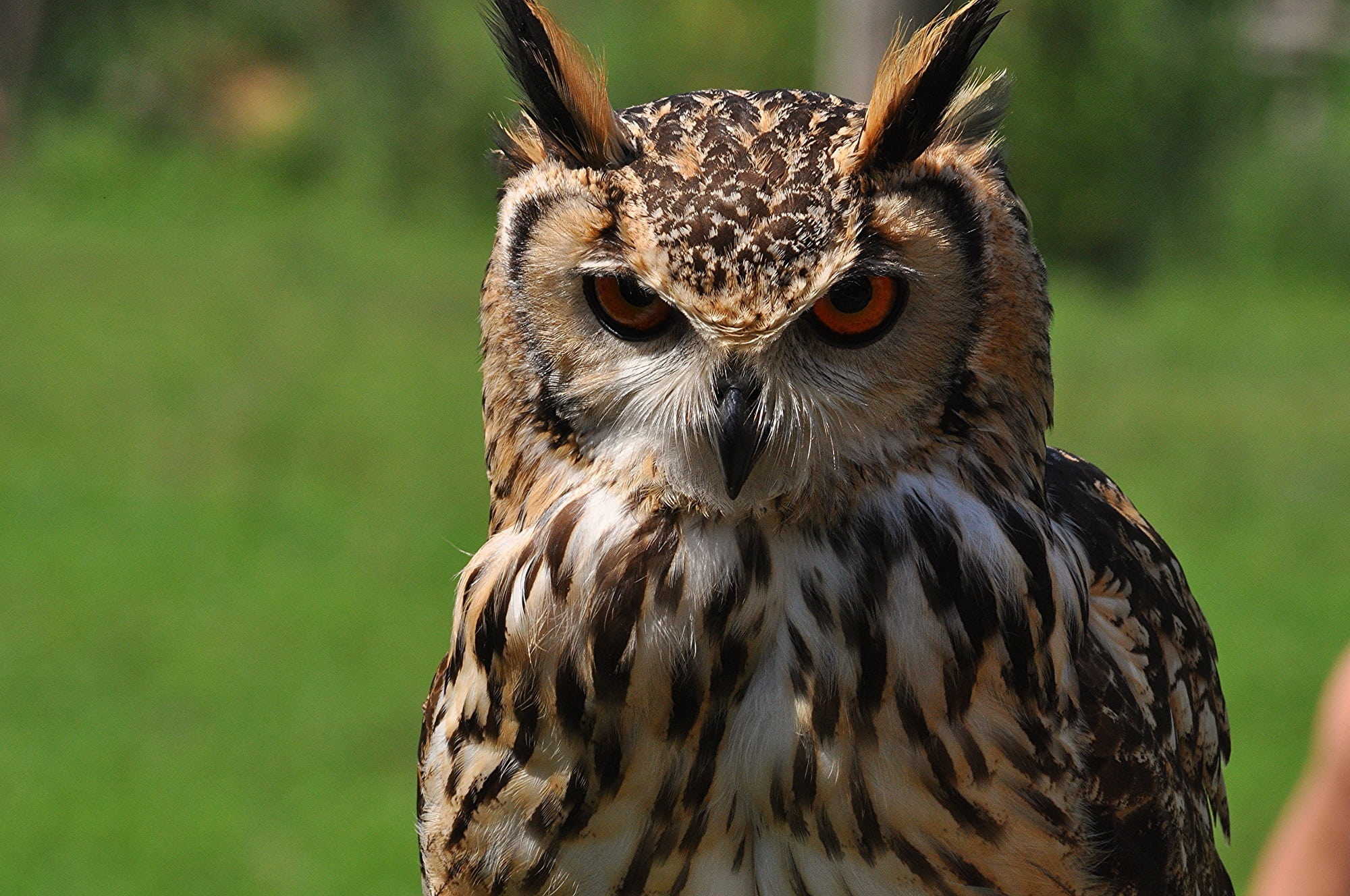 nocturnal, front view, animal themes, body part, 1080P, predator, falcon - bird, looking, animal eye, animal, close-up, animals in the wild, eye, no people, HD Wallpaper