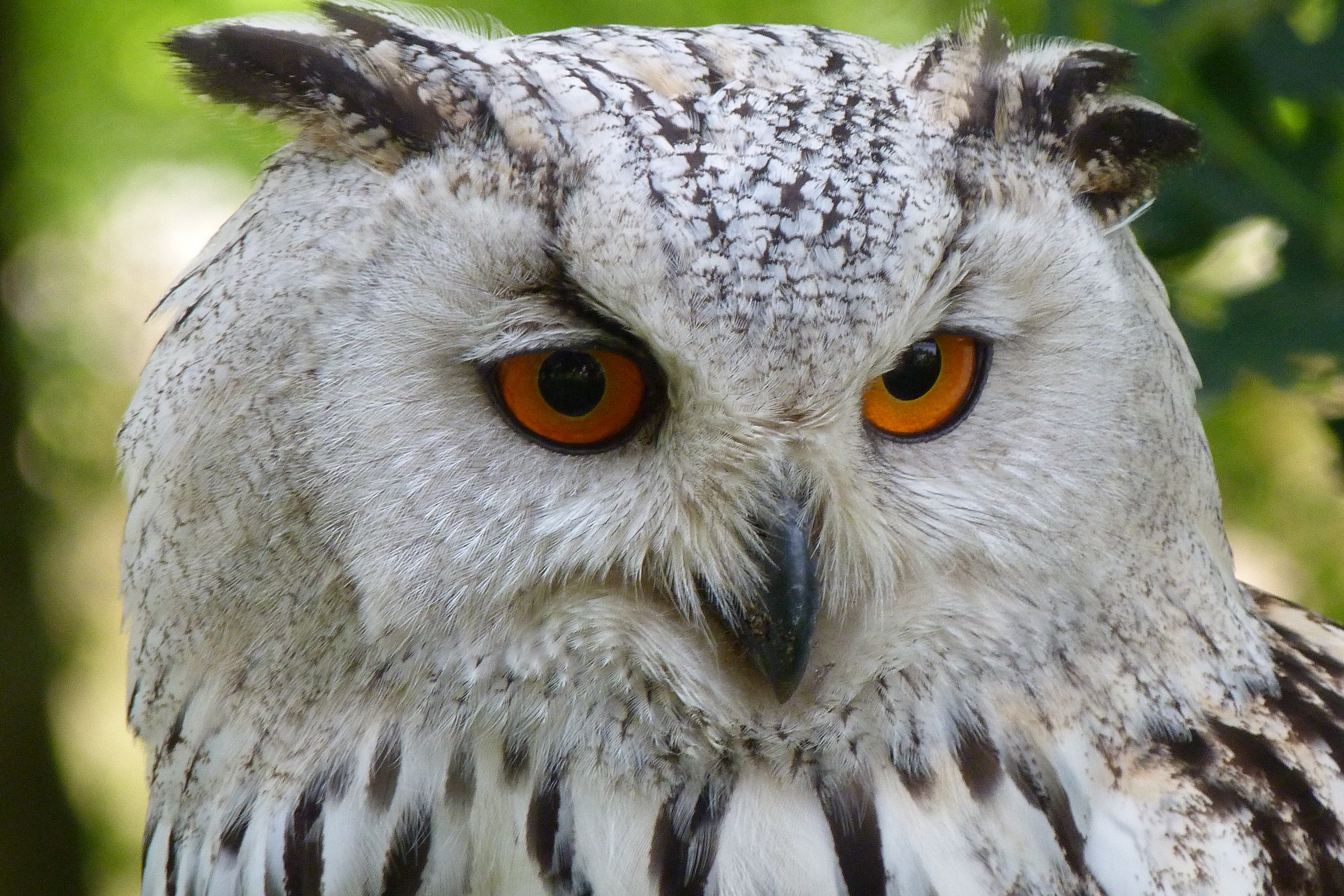 eagle owl, night active, bird of prey, animal head, white, animal eye, owl, 4K, close-up, no people, one animal, bird, portrait, day, beak, mouth open, HD Wallpaper