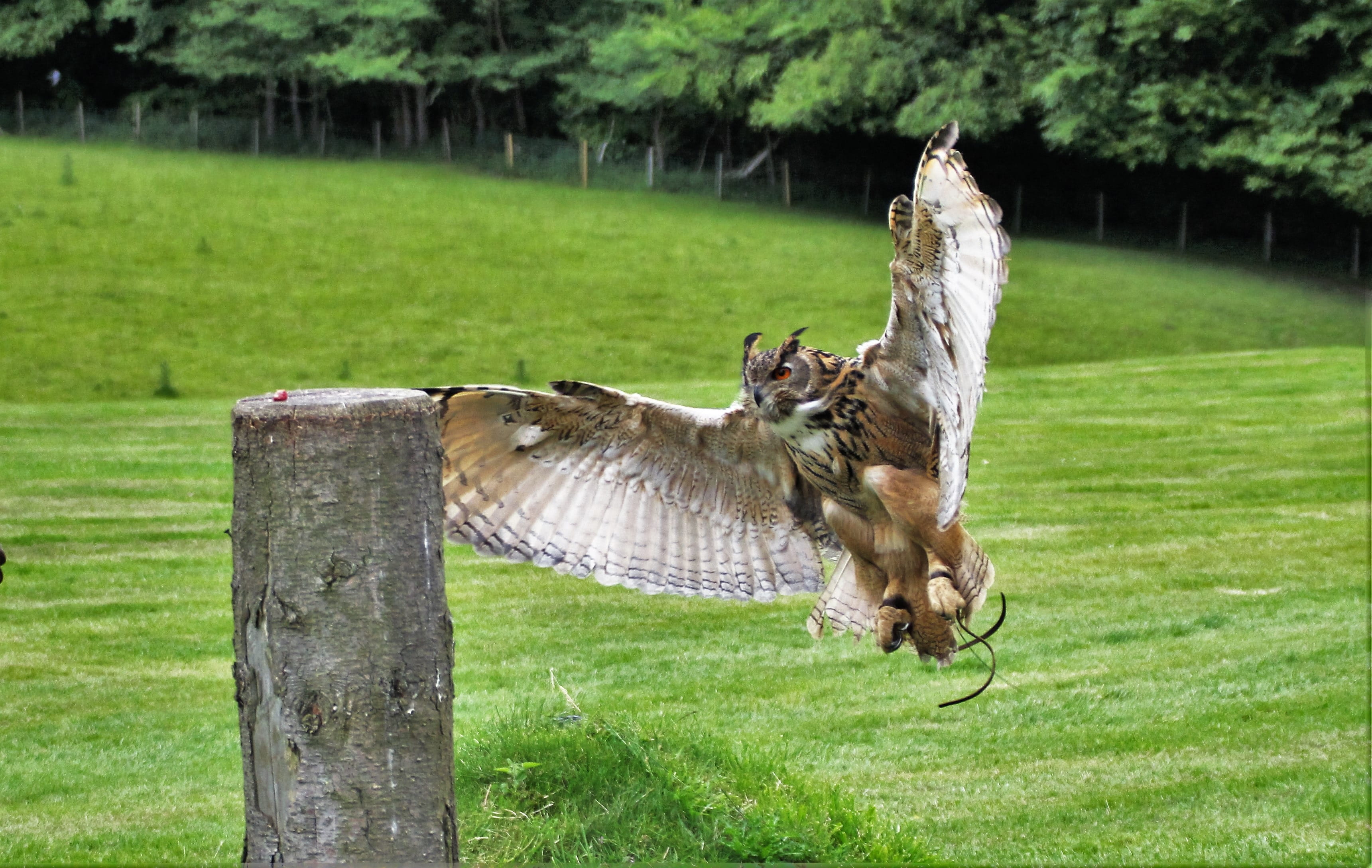 flying, eagle-owl, eurasian, prey, wood - material, animal themes, no people, Bird, post, wooden post, Eurasian Eagle Owl, eagle, focus on foreground, vertebrate, HD Wallpaper