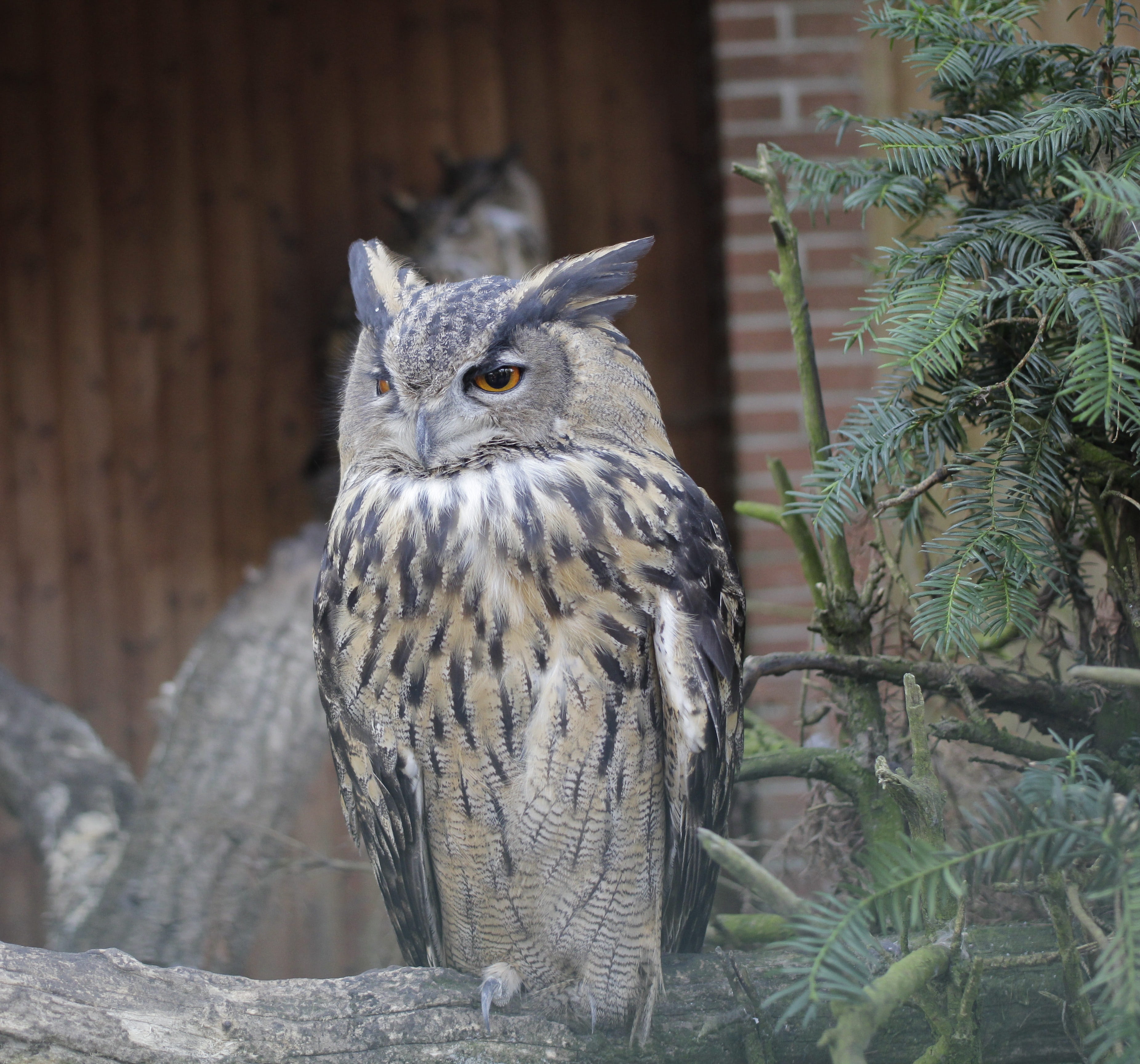 animal head, tree, one animal, nocturnal, Eagle Owl, vertebrate, owl, no people, wall - building feature, plant, focus on foreground, day, rock, animal wildlife, HD Wallpaper