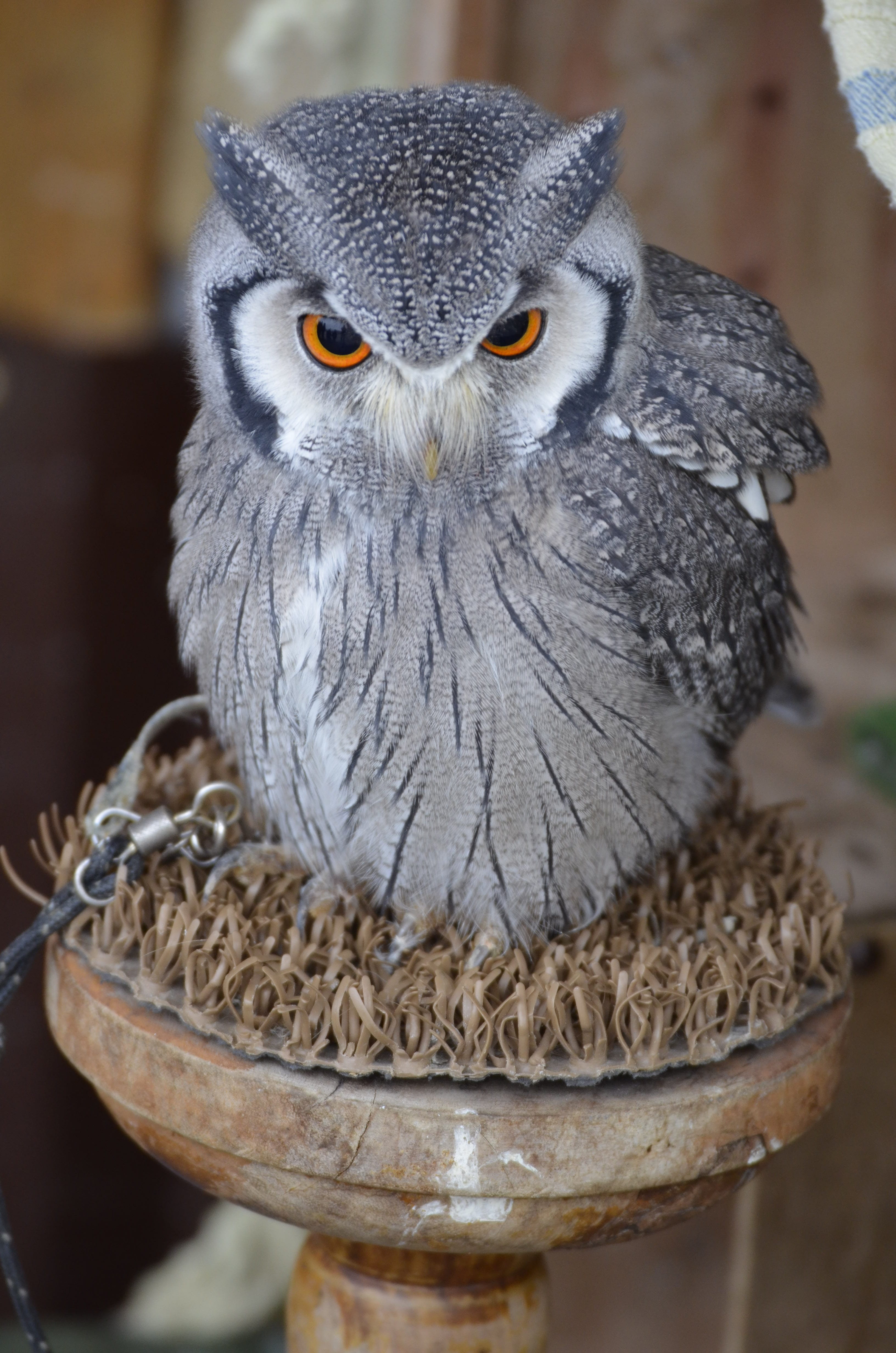 animal eye, close-up, portrait, owl, 4K, focus on foreground, no people, yellow eyes, outdoors, beak, nature, animal body part, one animal, bird of prey, Phone HD Wallpaper