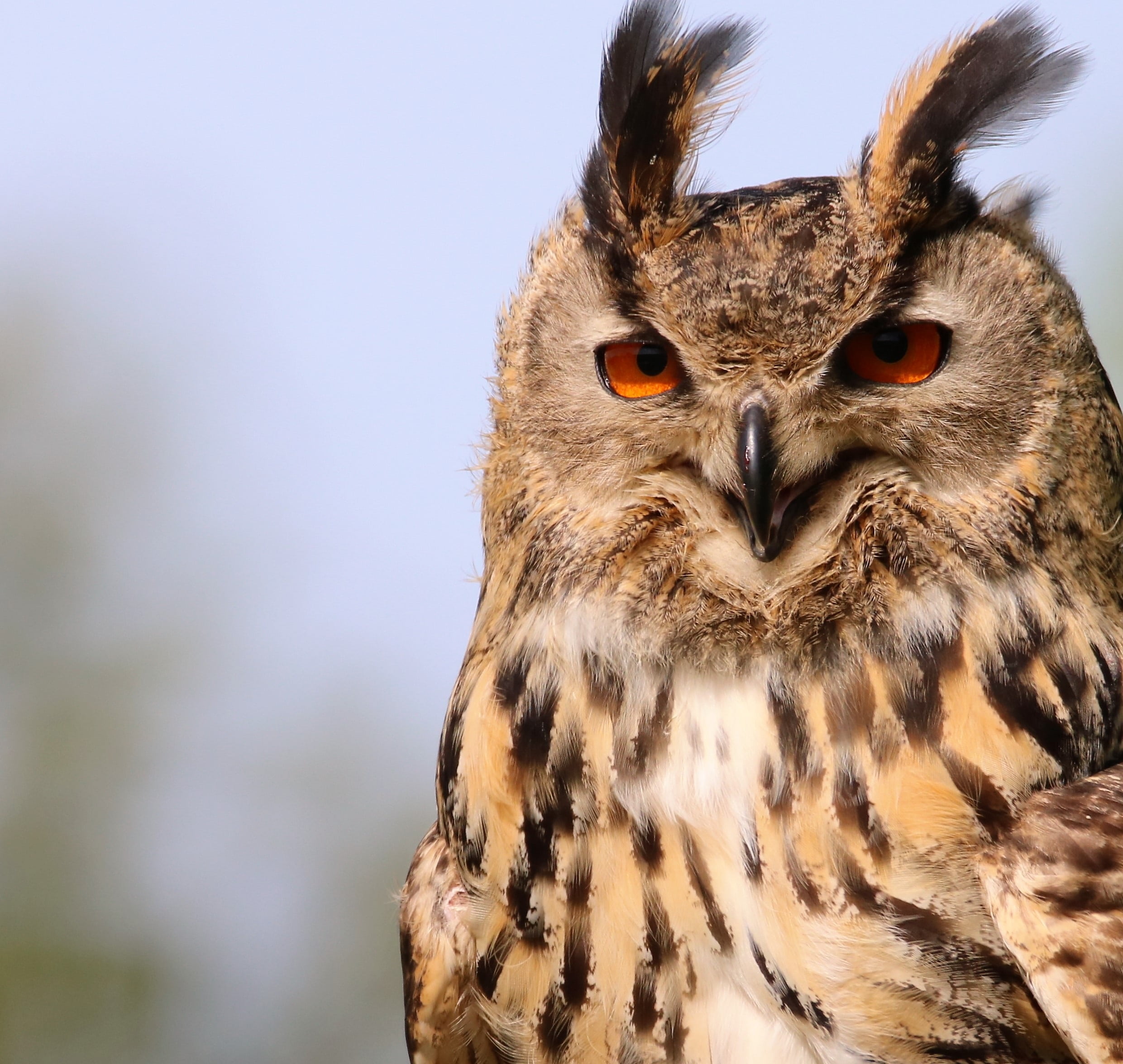 animals In The Wild, hunter, bird, photo, animal themes, raptor, animal wildlife, vertebrate, eagle Owl, one animal, bird of Prey, yellow eyes, brown, animals Hunting, HD Wallpaper