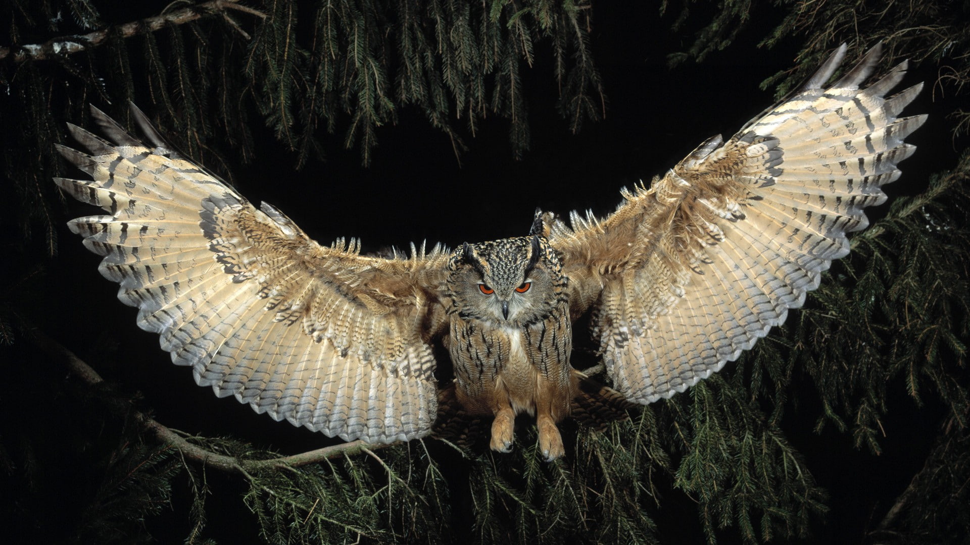 1080P, European, owls, eagles, Flight, HD Wallpaper