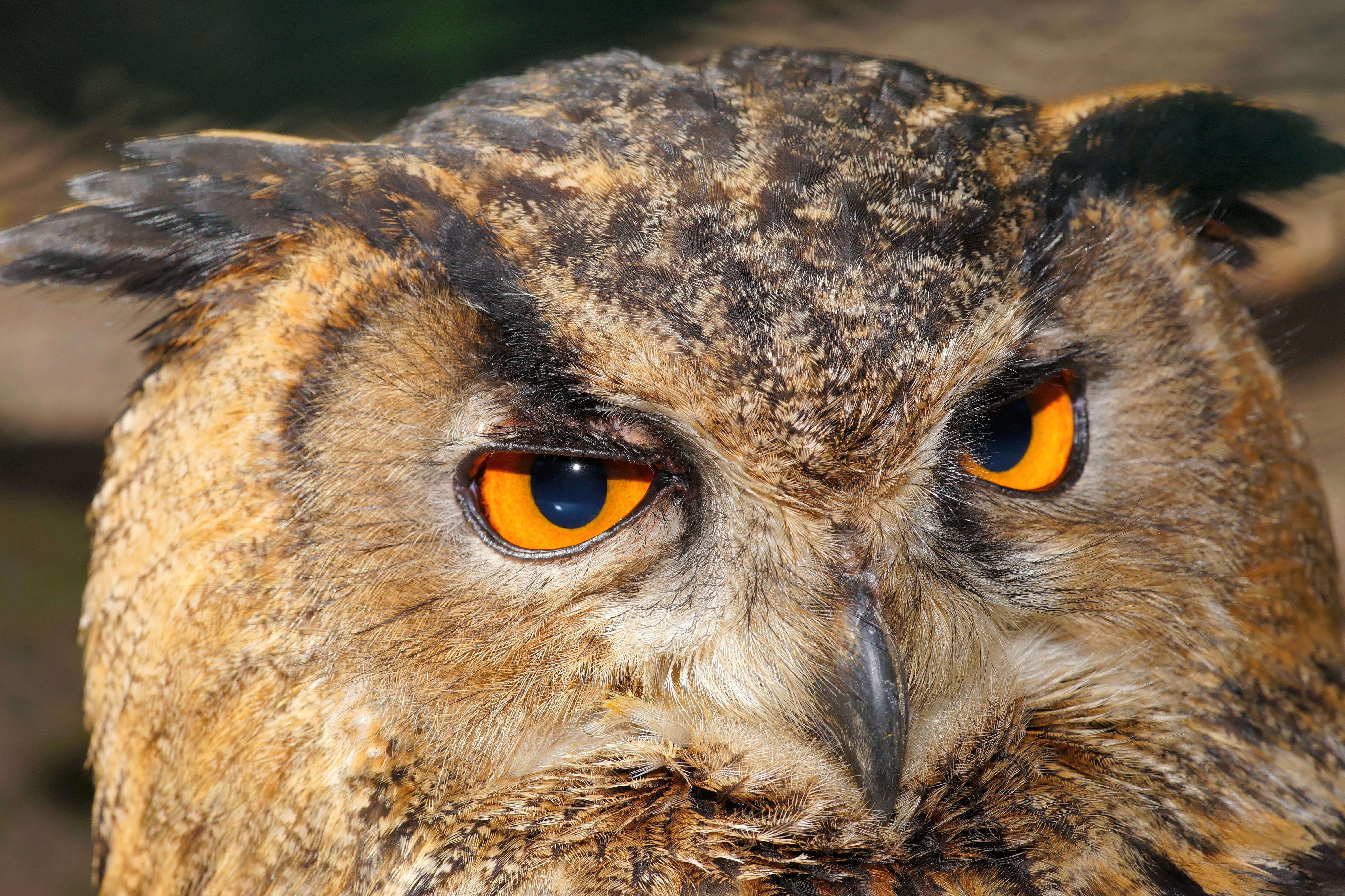 plumage, bill, lighted eyes, animal themes, outdoors, vertebrate, close, one animal, bird, animal portrait, brown, owl, nature, looking at camera, nocturnal, HD Wallpaper