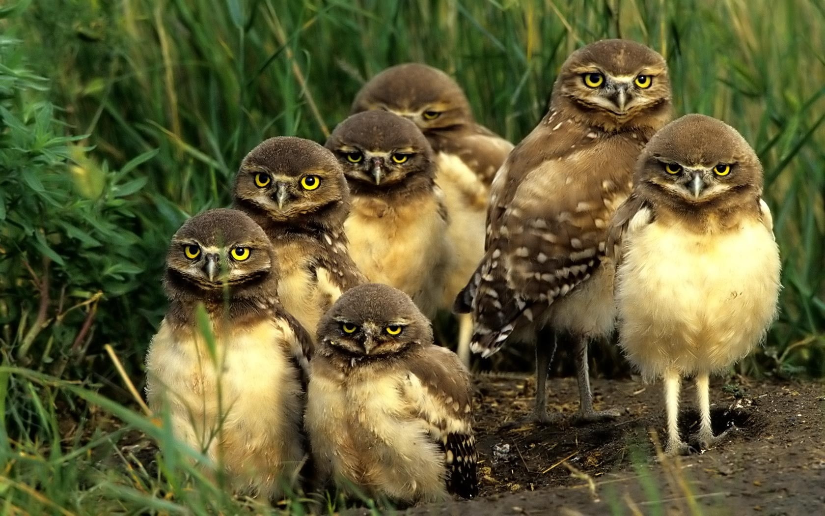 720P, art, owls, hd, BIRDS, baby, animals, owlet, family, x, HD Wallpaper