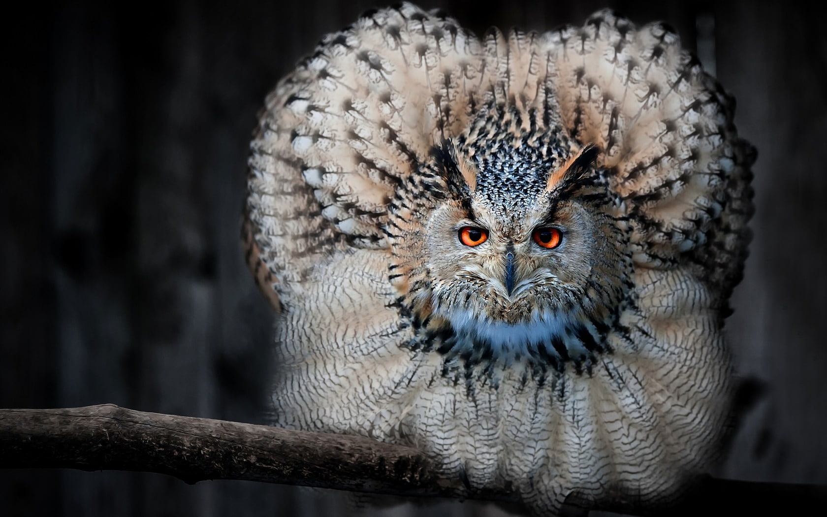 bird, 720P, owl, eagle, HD Wallpaper