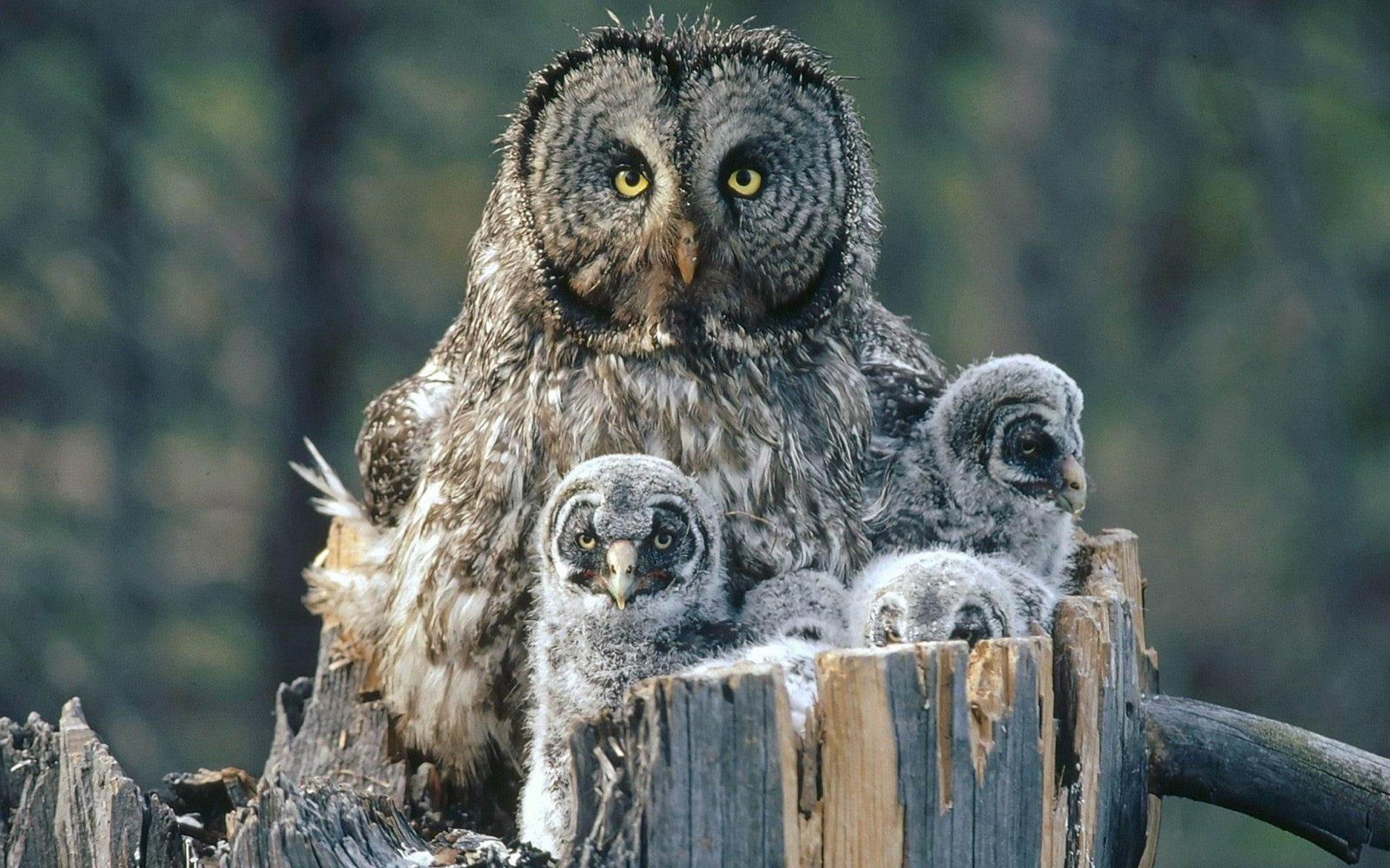 animals, hd, backgrounds, BIRDS, art, 1080P, x, owls, family, HD Wallpaper