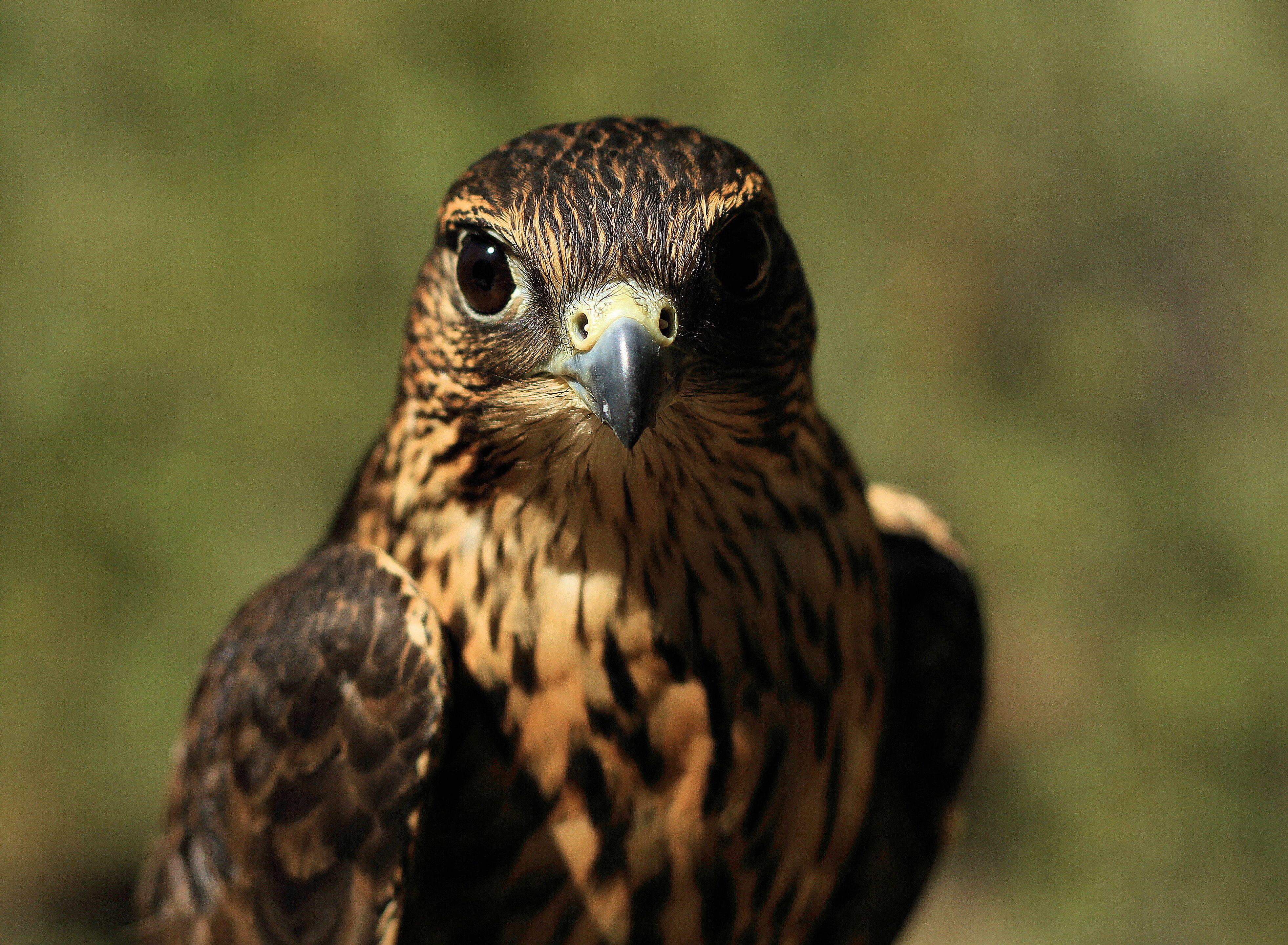 4K, close, animals In The Wild, brown bird, raptor, animal Eye, birds of prey, research, Oregon  High Desert, ecology, bird, photography, bird watching, HD Wallpaper
