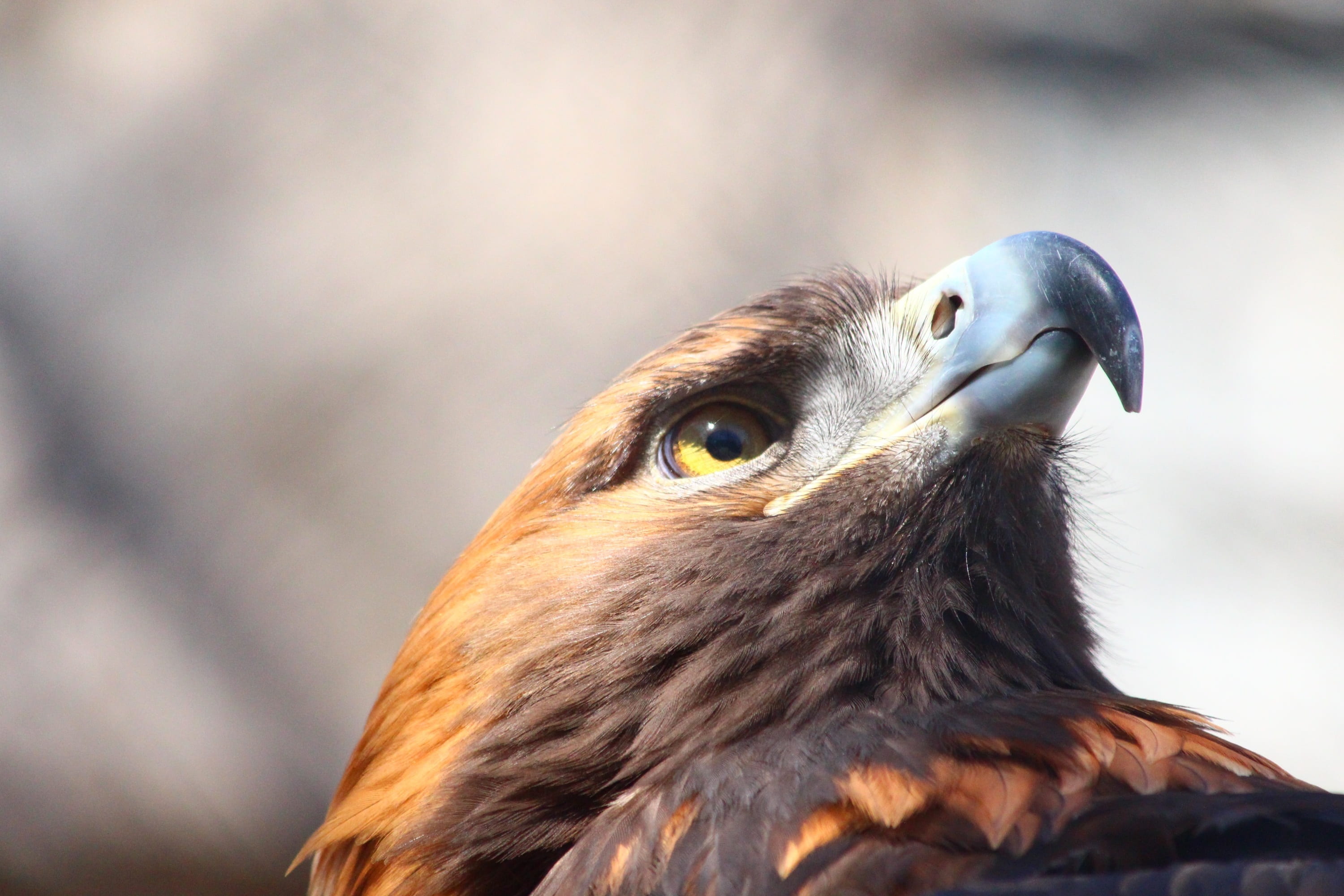 eagle, close-up, looking, nature, animals, 2K, no people, focus on foreground, aquila chrysaetos, bird of prey, vertebrate, feathered race, animal eye, HD Wallpaper