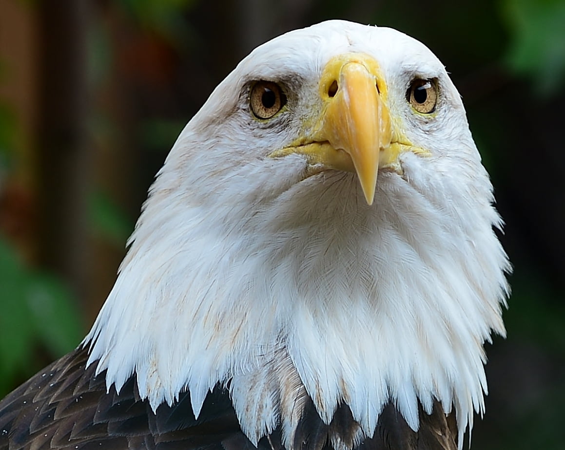 Dont Blink, nature, National Aviary, wildlife, feather, uSA, animals In The Wild, eagle - Bird, animal, eagle, bird of Prey, 480P, photography, bird, macro photography, HD Wallpaper
