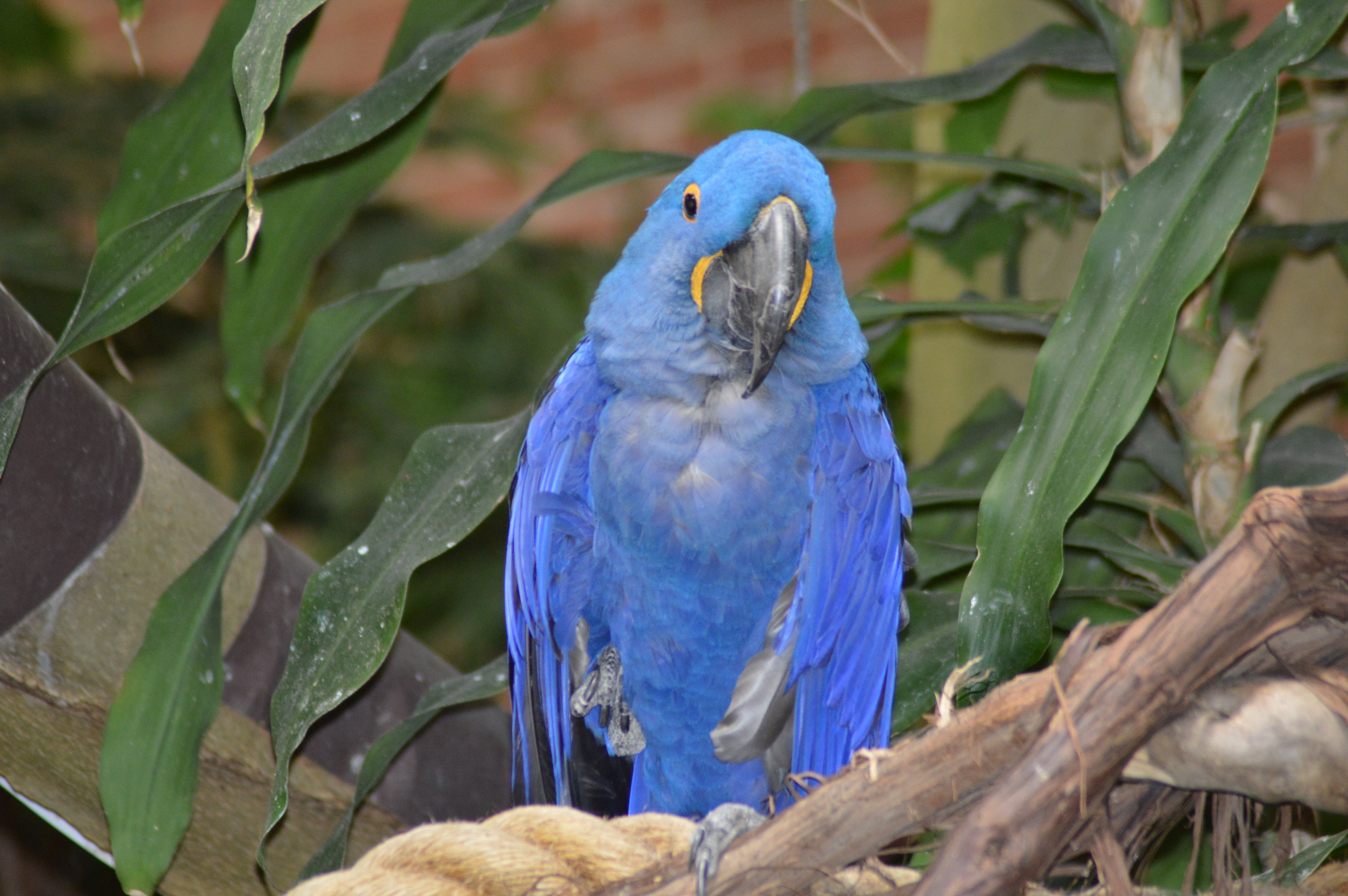 animal themes, pittsburgh, no people, tree, plant part, branch, macaw, perching, nature, plant, animal, one animal, blue, zoo, animals in the wild, colorful, HD Wallpaper